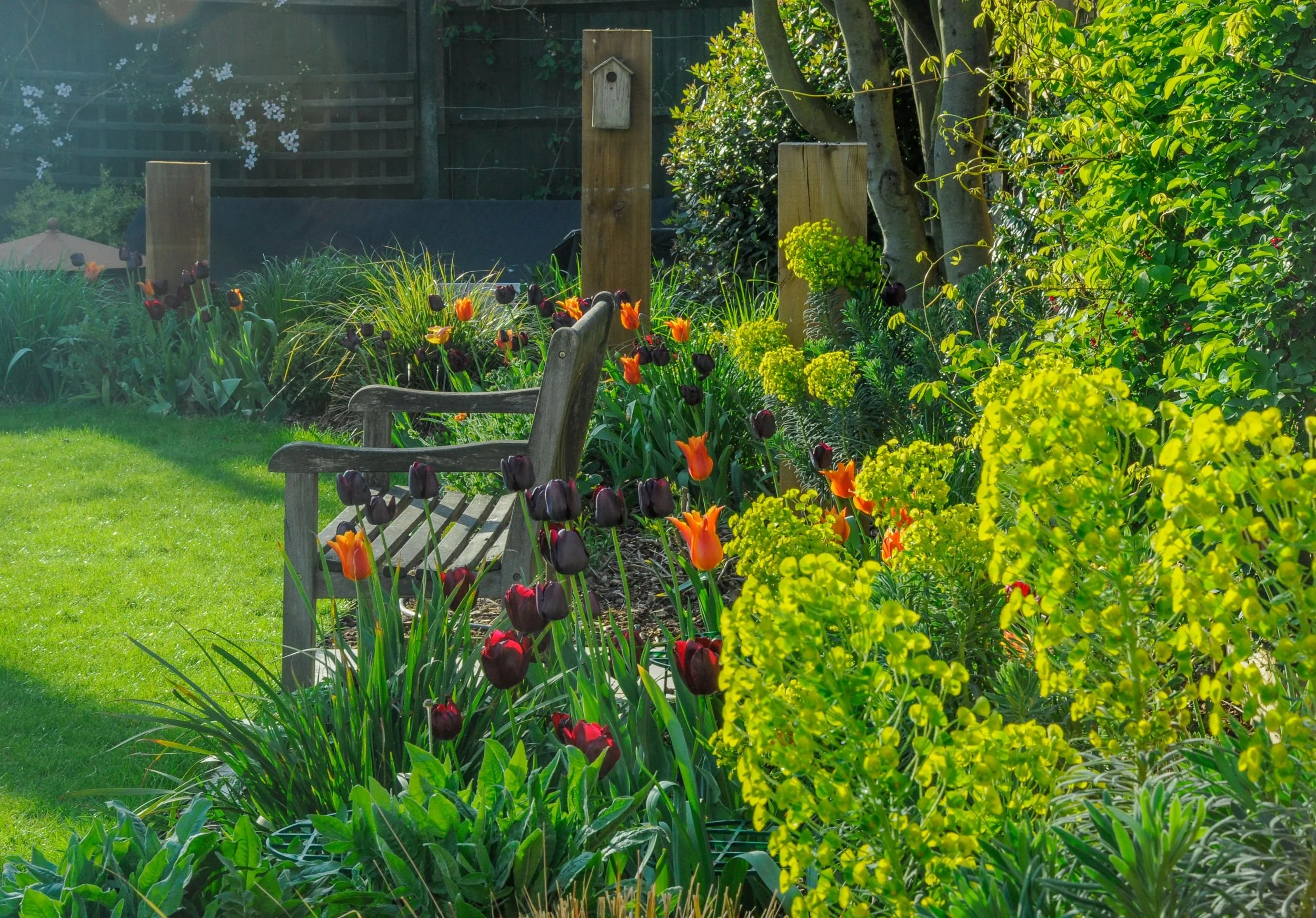 Dark purple and orange tulips surround a wooden bench in a spring border. JaneShanksterGardenDesign.co.uk

Deep purple 'Queen of Night' tulips mix with fiery orange blooms and acid-green euphorbia around a weathered wooden bench, with a birdhouse mou