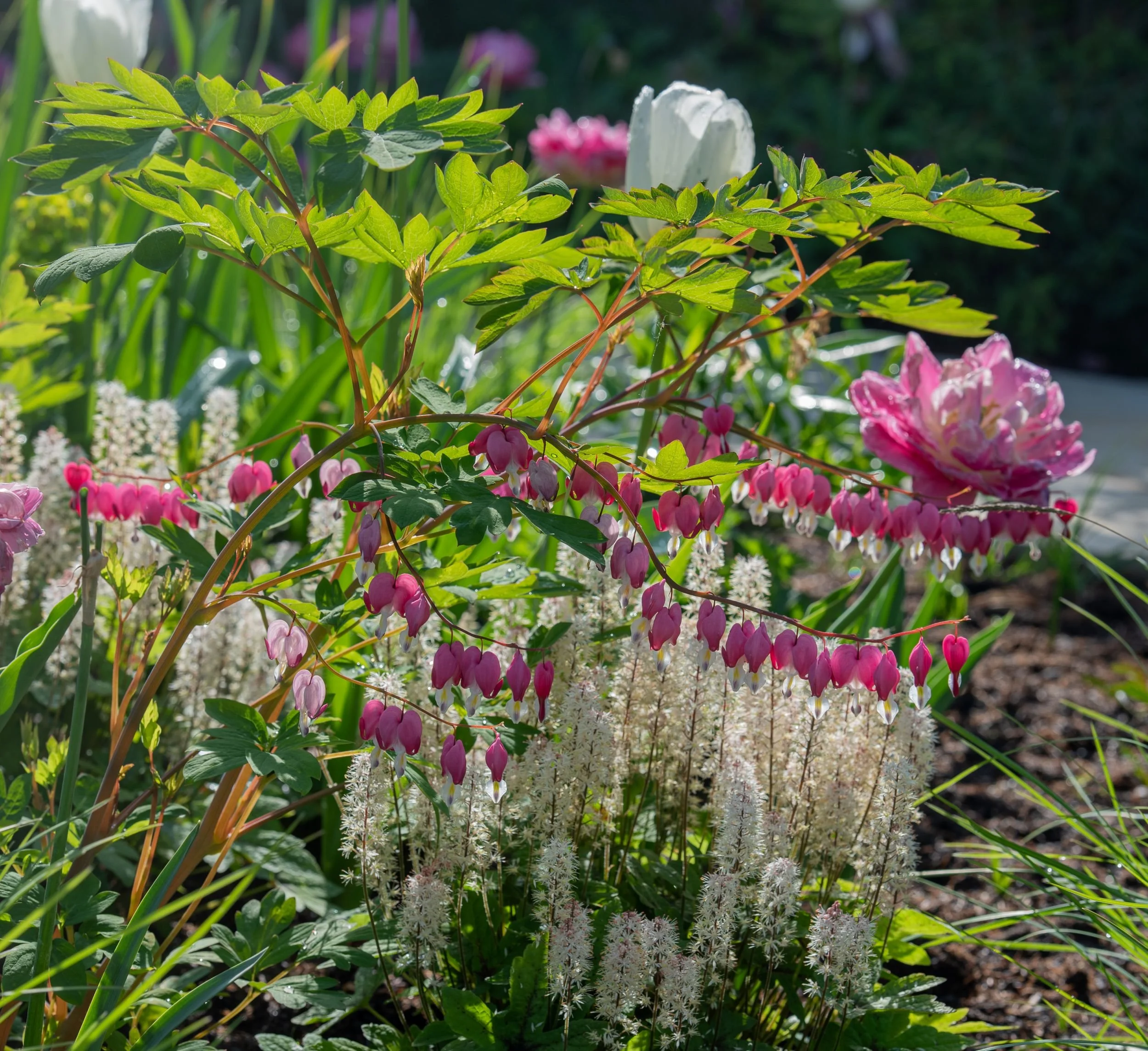 Pink bleeding heart flowers with a pink peony tulip and tiarella in a Raynes Park front garden. JaneShanksterGardenDesign.co.uk

Delicate bleeding heart flowers arch over a bed of tiarella, with a blousy pink peony tulip glowing in the morning sun, s