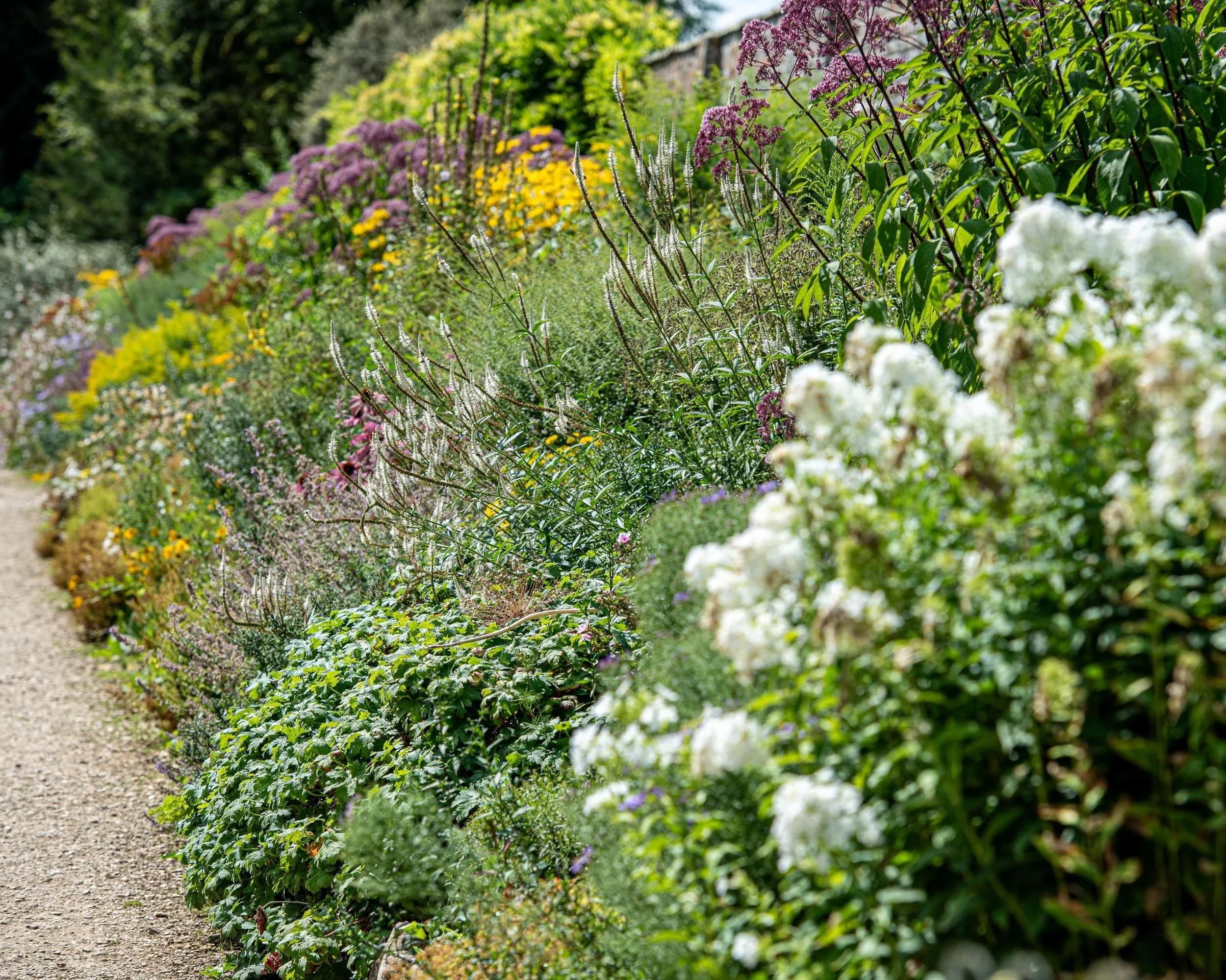 A curving herbaceous border at Waterperry Gardens backed by a stone wall, with white phlox, veronicastrum and joe-pye weed