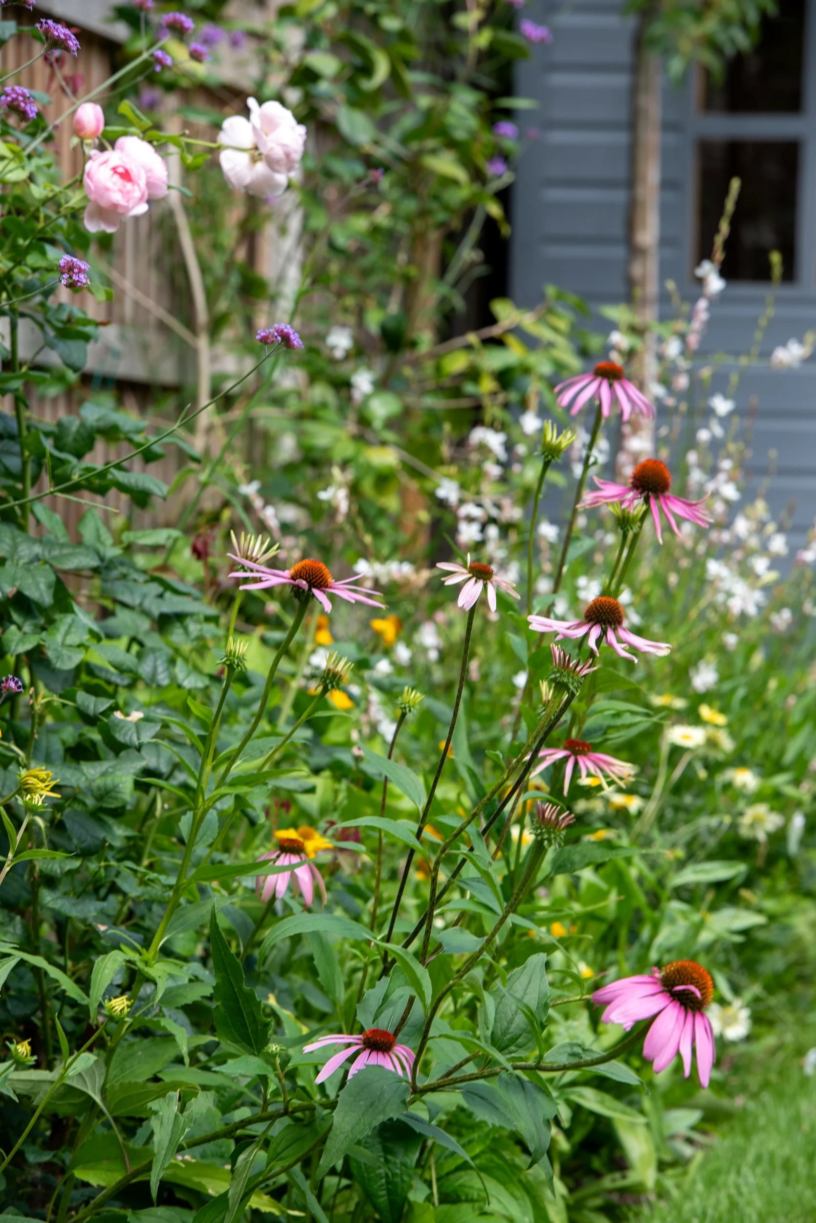 Pink echinacea and pale pink roses growing together in a Wimbledon garden border

Pink coneflowers mingle with soft pink roses and verbena in front of the garden shed, creating a romantic, cottage-style border in this Wimbledon family garden.