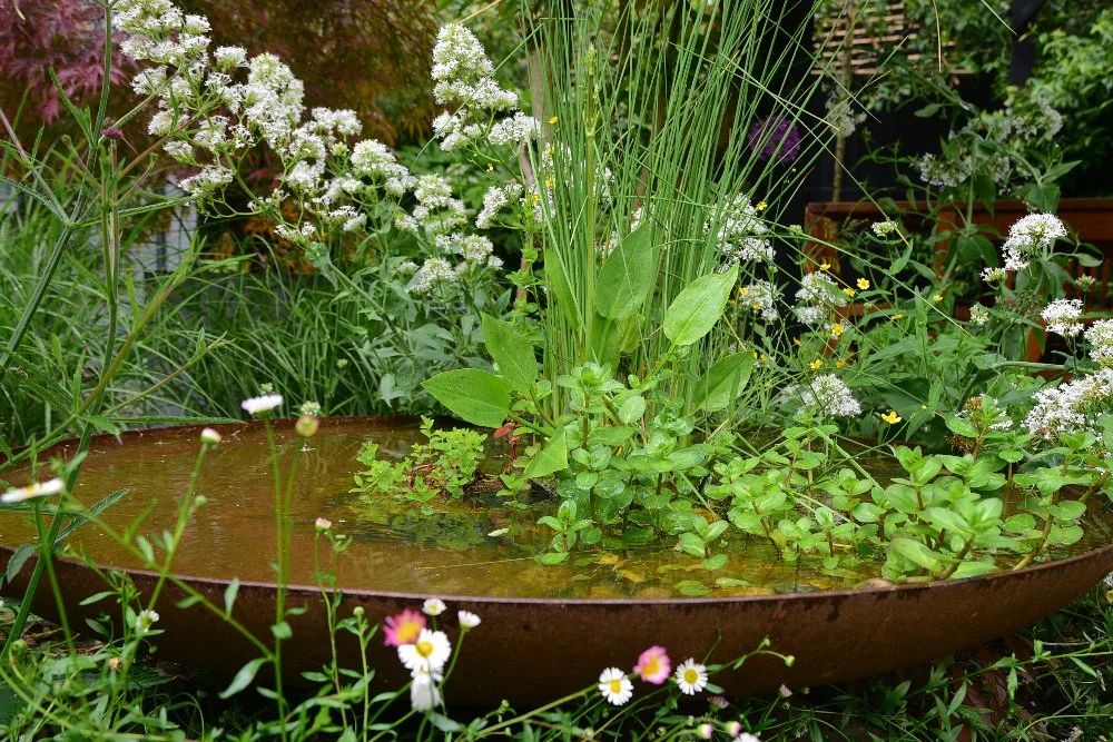 A shallow rusted corten water bowl pond is filled with marginal planting including rushes, watercress and white valerian flowers in a Teddington garden, with daisies blooming around its base. JaneShanksterGardenDesign.co.uk.

A shallow rusted corten 