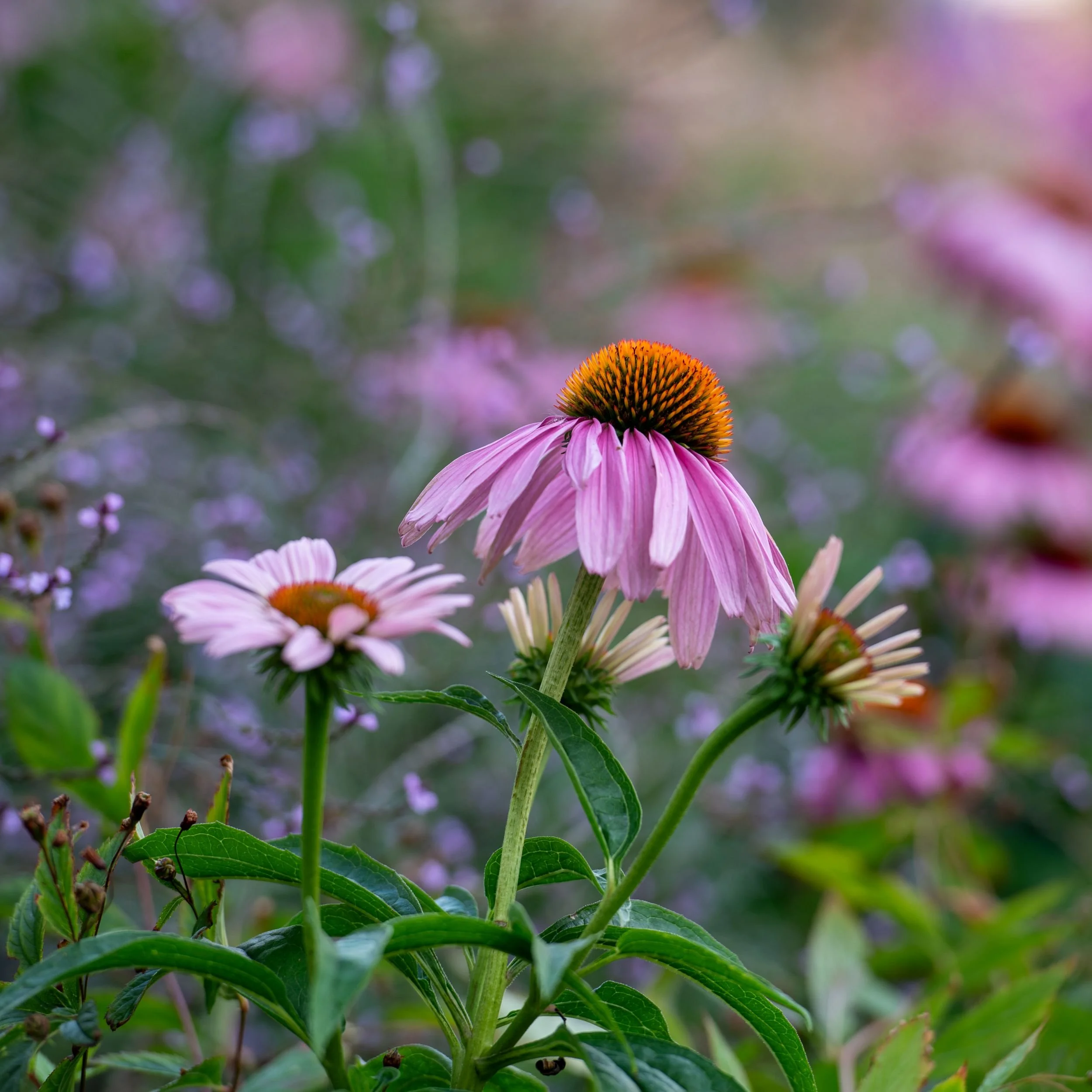 Close-up macro photo of pink coneflowers, echinacea purpurea. Designed by JaneShanksterGardenDesign.co.uk

A macro shot capturing the fine detail of pink echinacea purpurea blooms with their distinctive orange central cones. Designed by JaneShankster