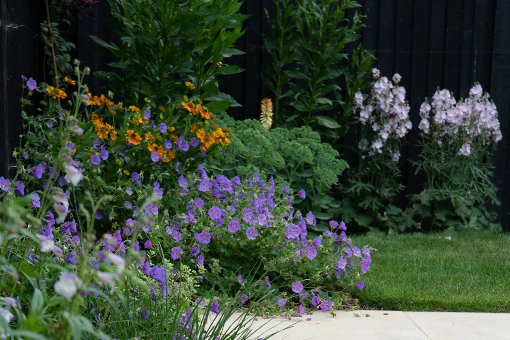 Warm orange Helenium Waldtraut daisy flowers glow against deep green foliage in a Surrey country garden border, alongside violet-blue geranium and pale pink sidalcea with a black timber fence behind. ArthurRoadLandscapes.co.uk. 

The rich amber and b