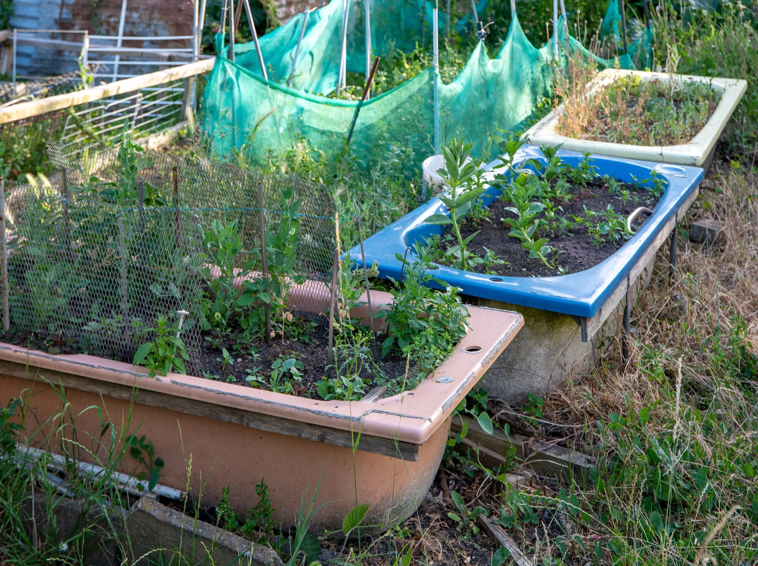 allotment raised beds made from upcycled bathtubs and a sink, planted with seedlings and netting behind