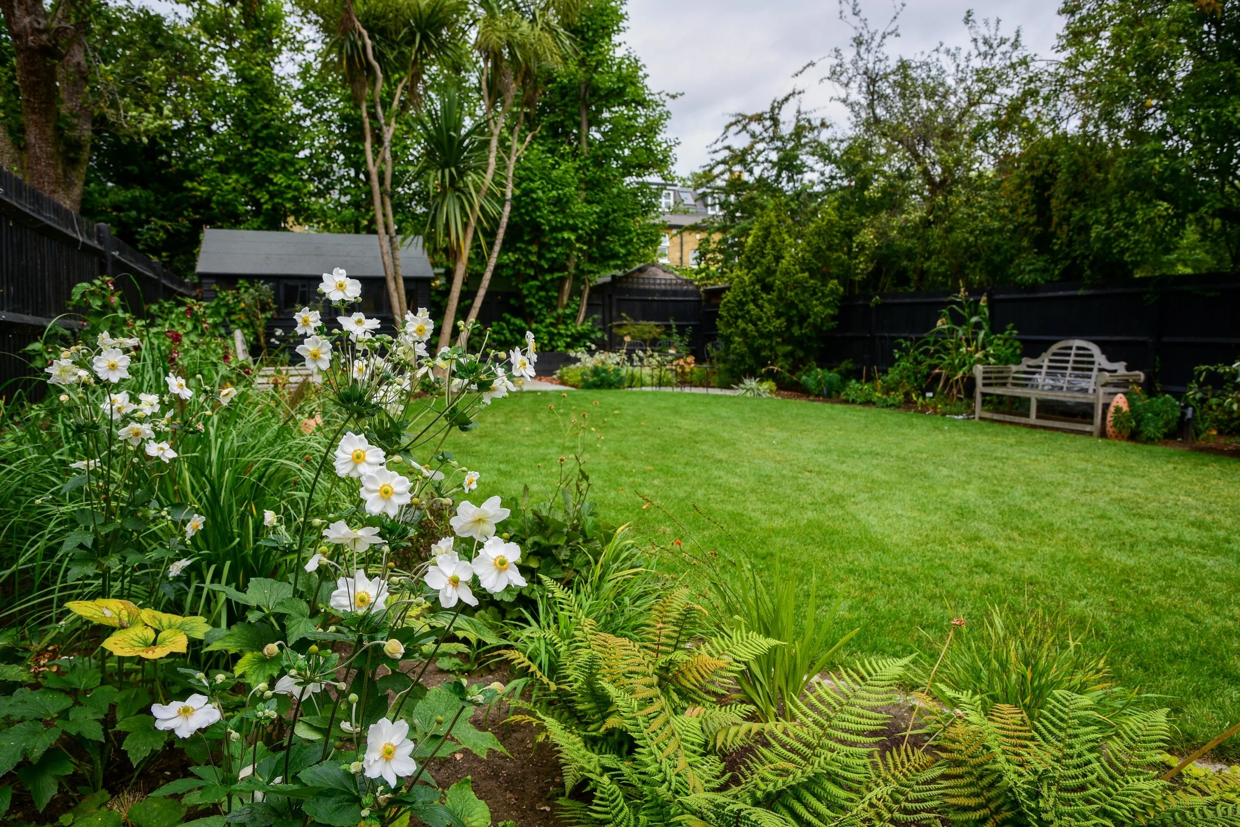 White Japanese anemones bordering lawn in Wimbledon garden by Jane Shankster Garden Design

Delicate white Japanese anemones nod above a lush border of ferns and grasses, with the wide lawn and black-painted garden buildings visible beyond. This late