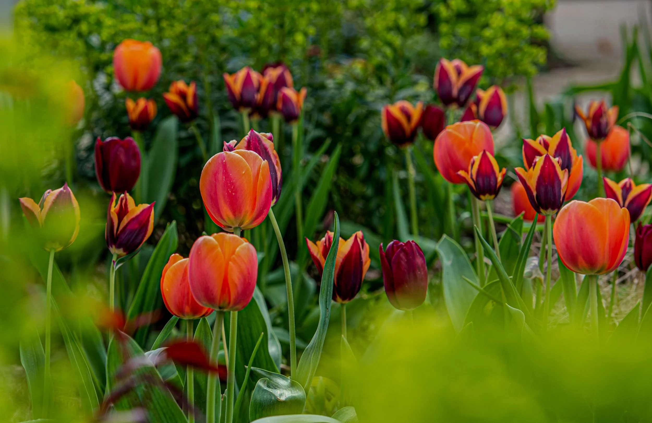 Orange, yellow and maroon Tulipa 'Slawa' flowers bloom in a spring border. JaneShanksterGardenDesign.co.uk

The flame-like orange and maroon petals of Tulipa 'Slawa' create a vivid display in the spring border, their painterly colouring set off by fr