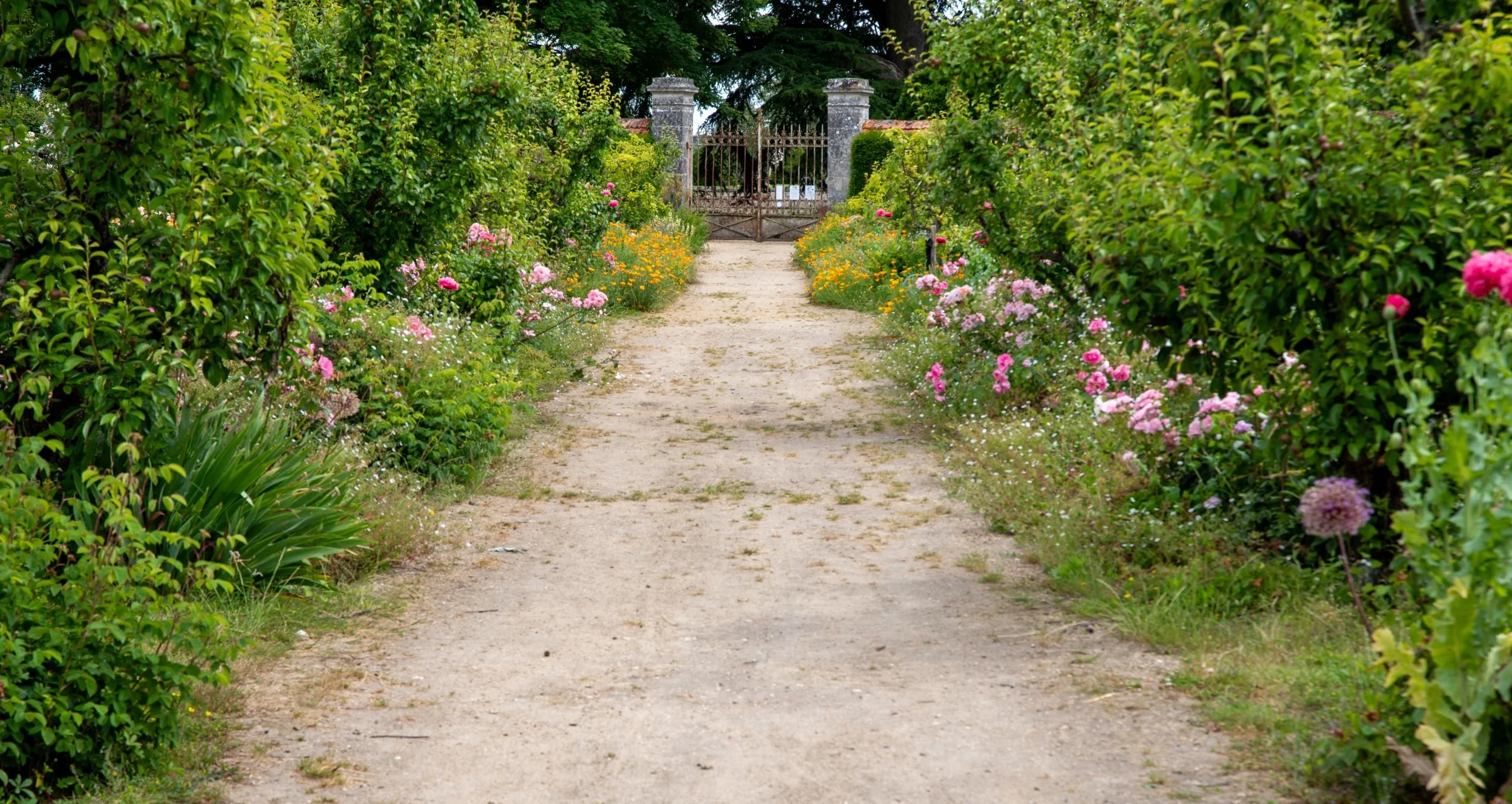Gravel path through the kitchen garden at Château du Lude, edged with pink roses and orange California poppies, leading to an iron gate.