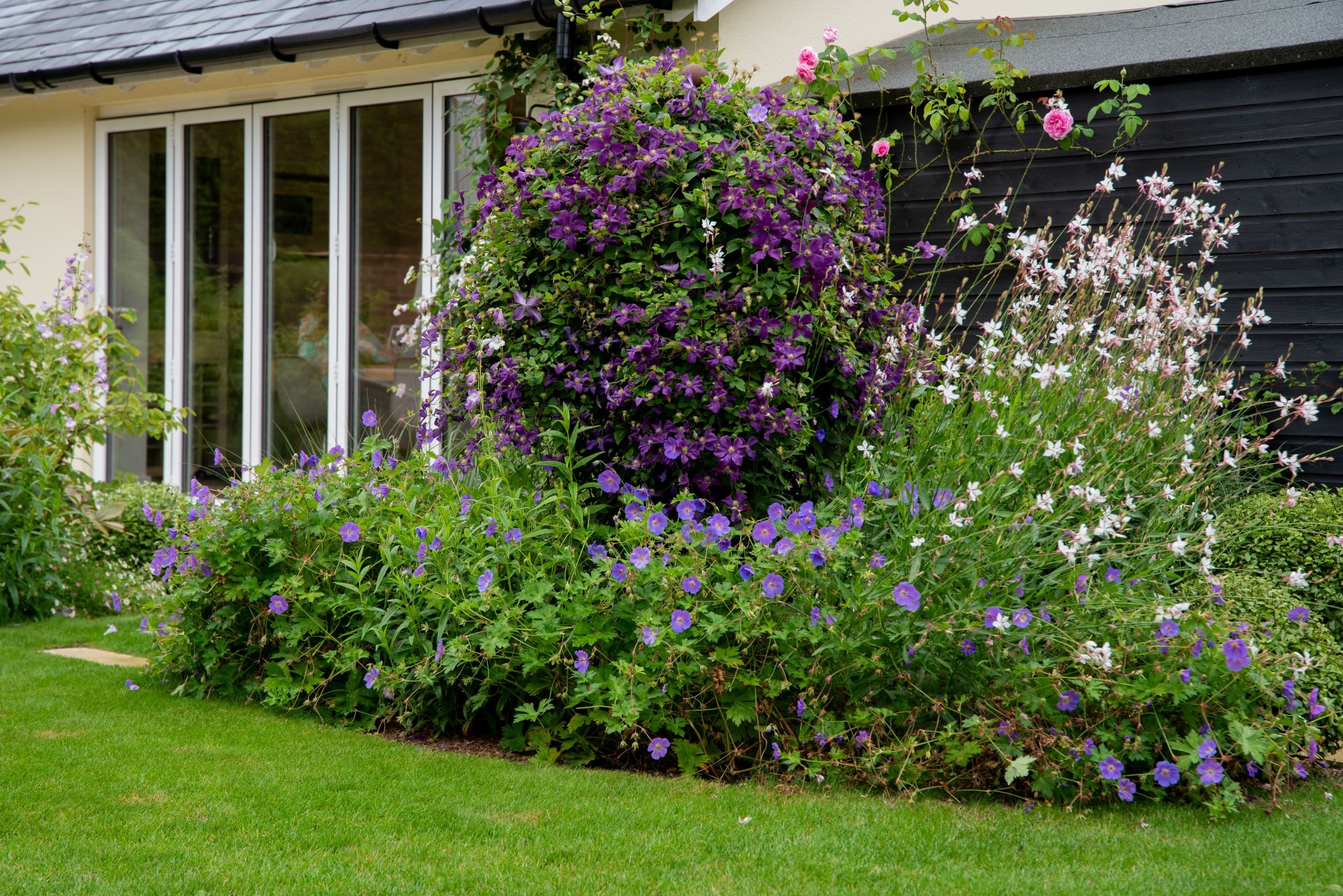 Clematis Étoile Violette billows in deep purple against the house wall in a Surrey country garden, with a carpet of violet-blue Geranium Rozanne below, white gaura to the right and a pink climbing rose above the dark timber cladding. ArthurRoadLandsc