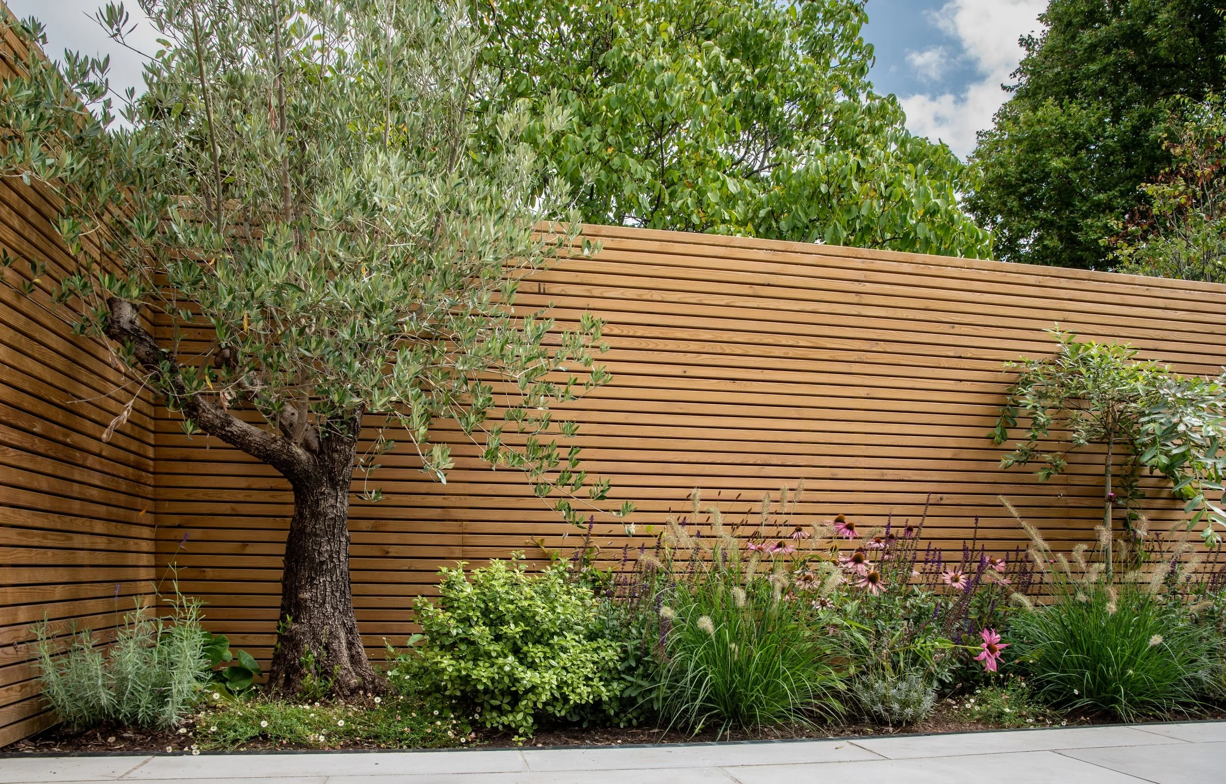Olive tree and mixed planting border against cedar fencing in property development garden

A mature olive tree underplanted with a naturalistic border of echinacea, salvia, and ornamental grasses, set against tall cedar slat screening. This corner pl