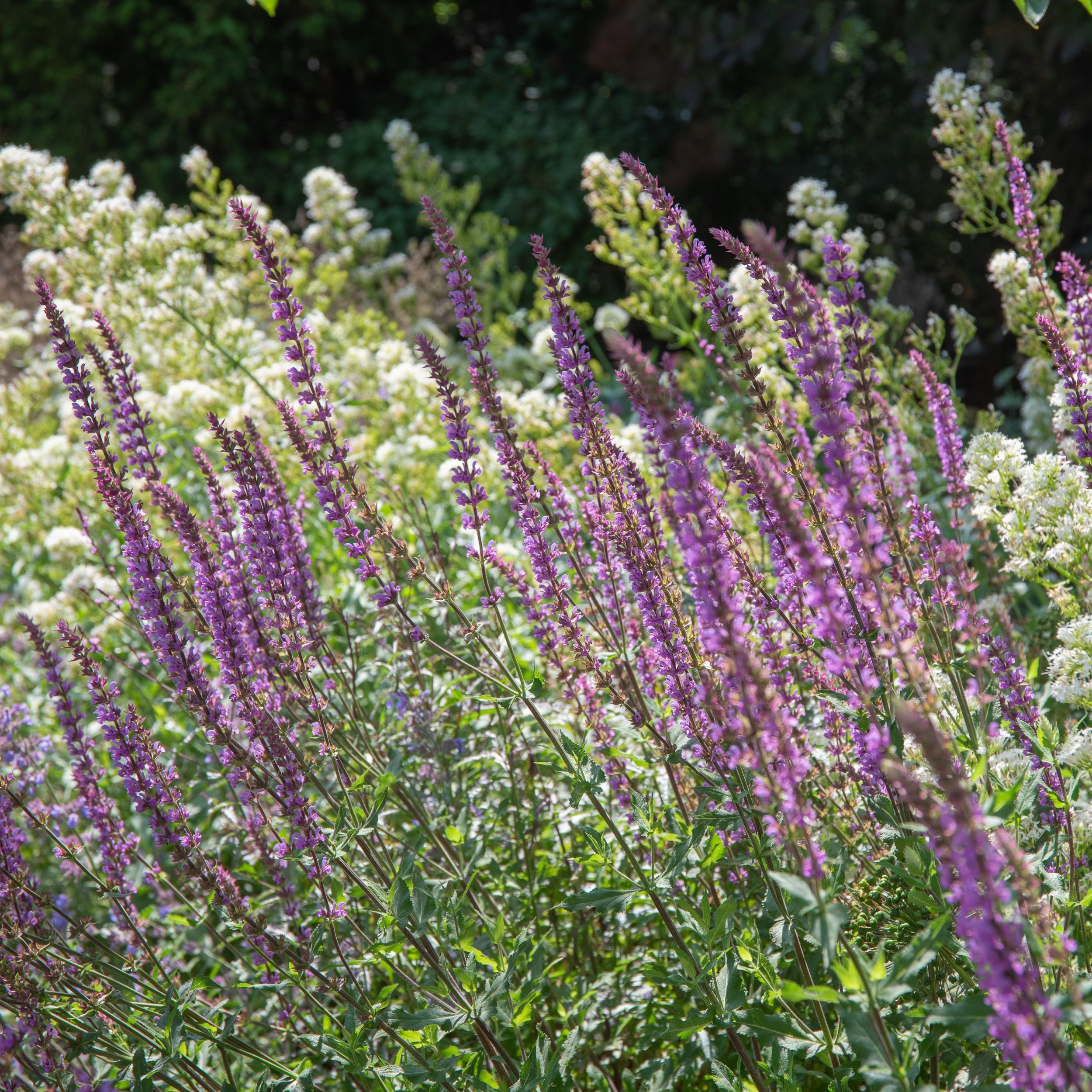 A close-up of deep purple salvia nemorosa spikes and white centranthus flowers in a naturalistic border in a Surrey nature garden, glowing in summer sunlight. ArthurRoadLandscapes.co.uk.

Deep purple salvia spikes and frothy white centranthus glow in