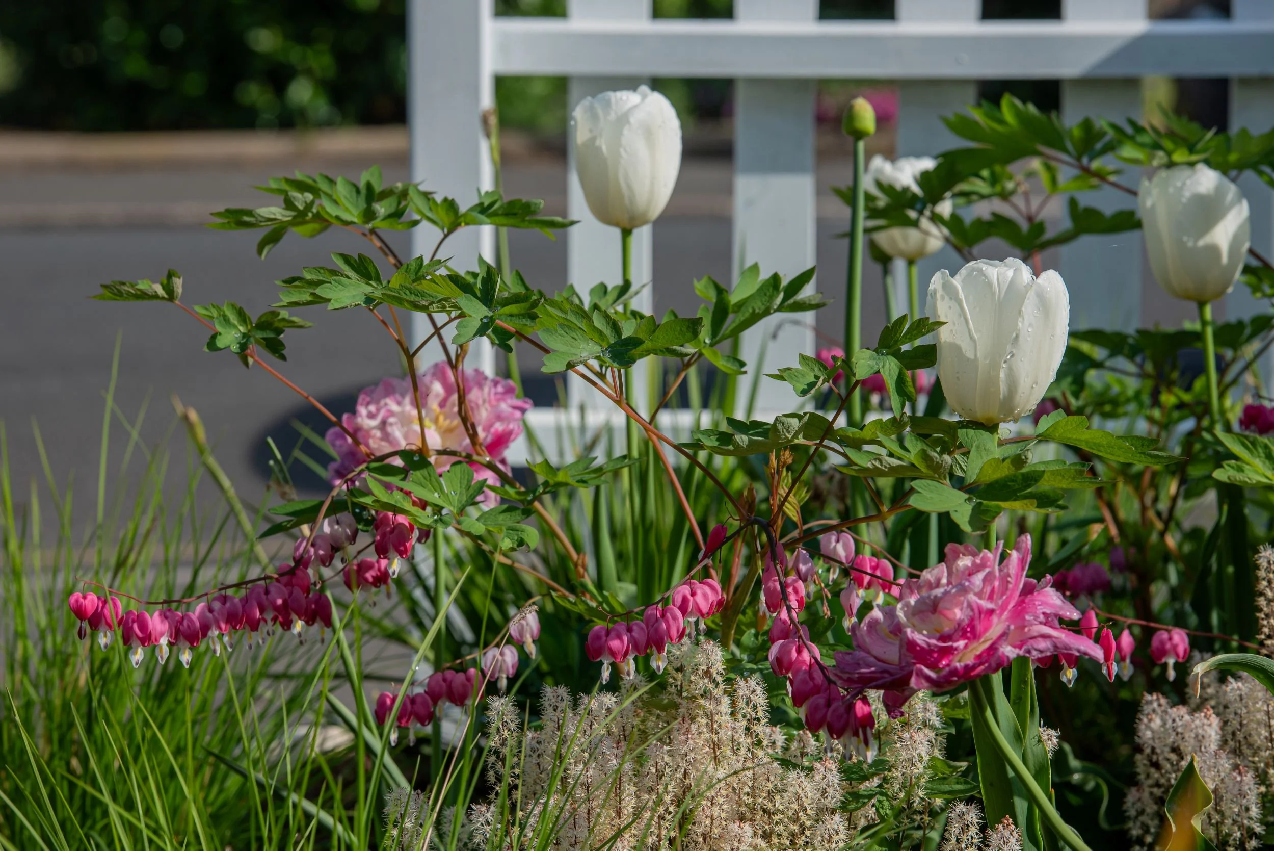 White tulips and pink bleeding heart flowers beside a white trellis fence in a Raynes Park front garden. JaneShanksterGardenDesign.co.uk

White tulips stand tall beside cascades of bleeding heart and a full pink peony tulip, all set against a crisp w