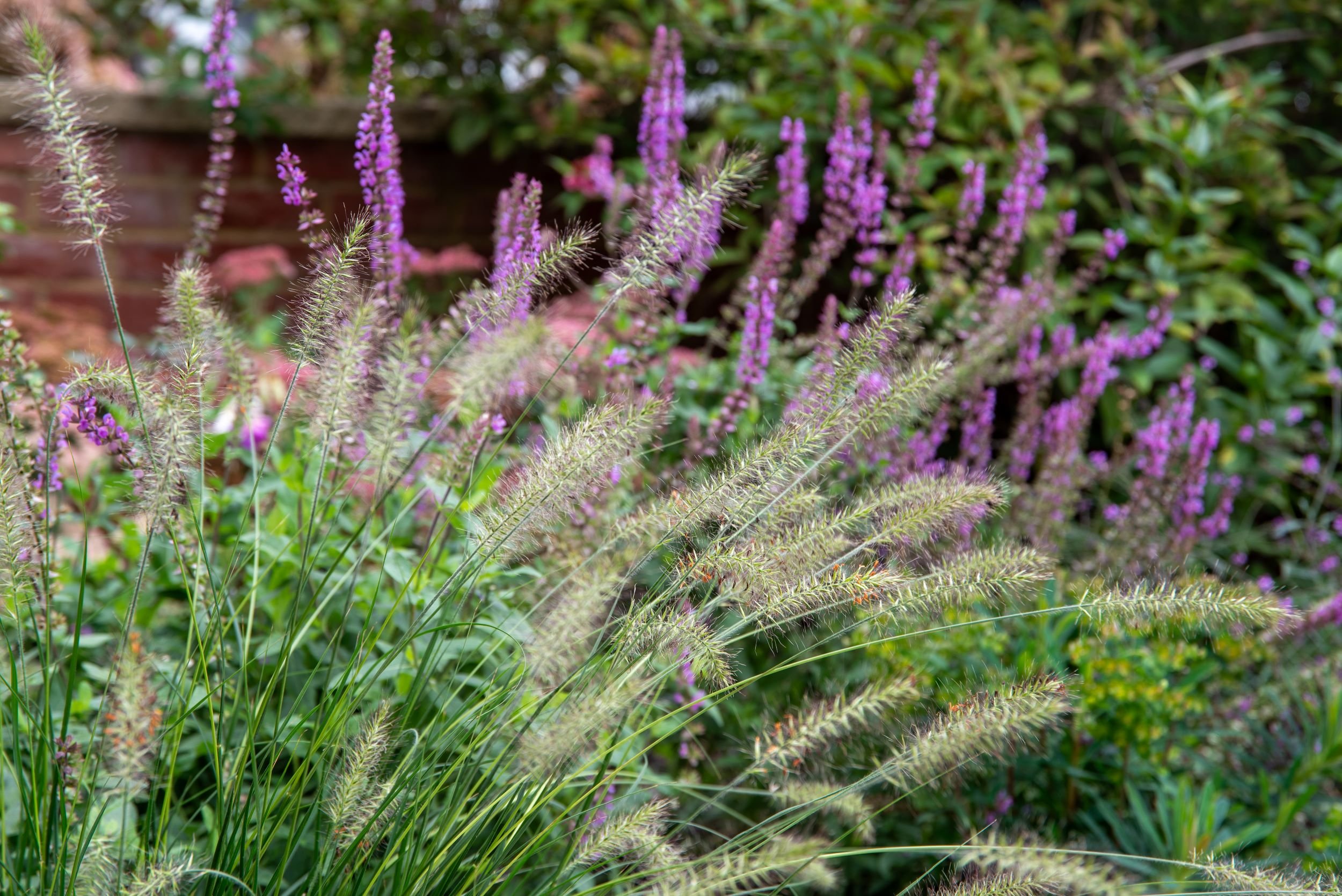 Close-up of pennisetum ornamental grasses and purple verbena spikes. Designed by JaneShanksterGardenDesign.co.uk

Detail shot of fountain grass (pennisetum) mingling with tall purple verbena bonariensis spikes, adding movement and texture to the plan