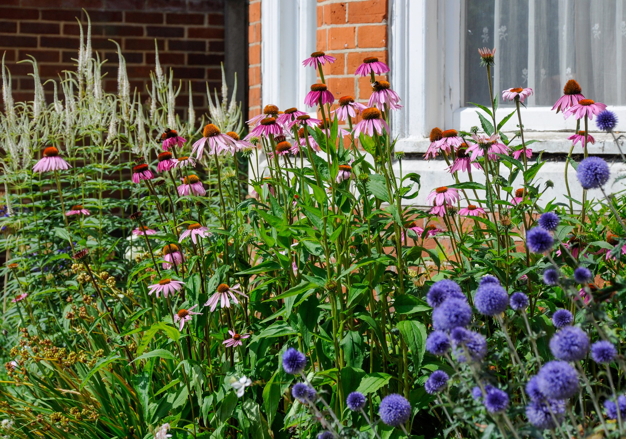 Pink echinacea and blue globe thistle in a summer cottage-style border below a brick townhouse

Echinacea purpurea and blue globe thistle Echinops create a naturalistic, pollinator-friendly display against the brick facade and sash windows of the hou
