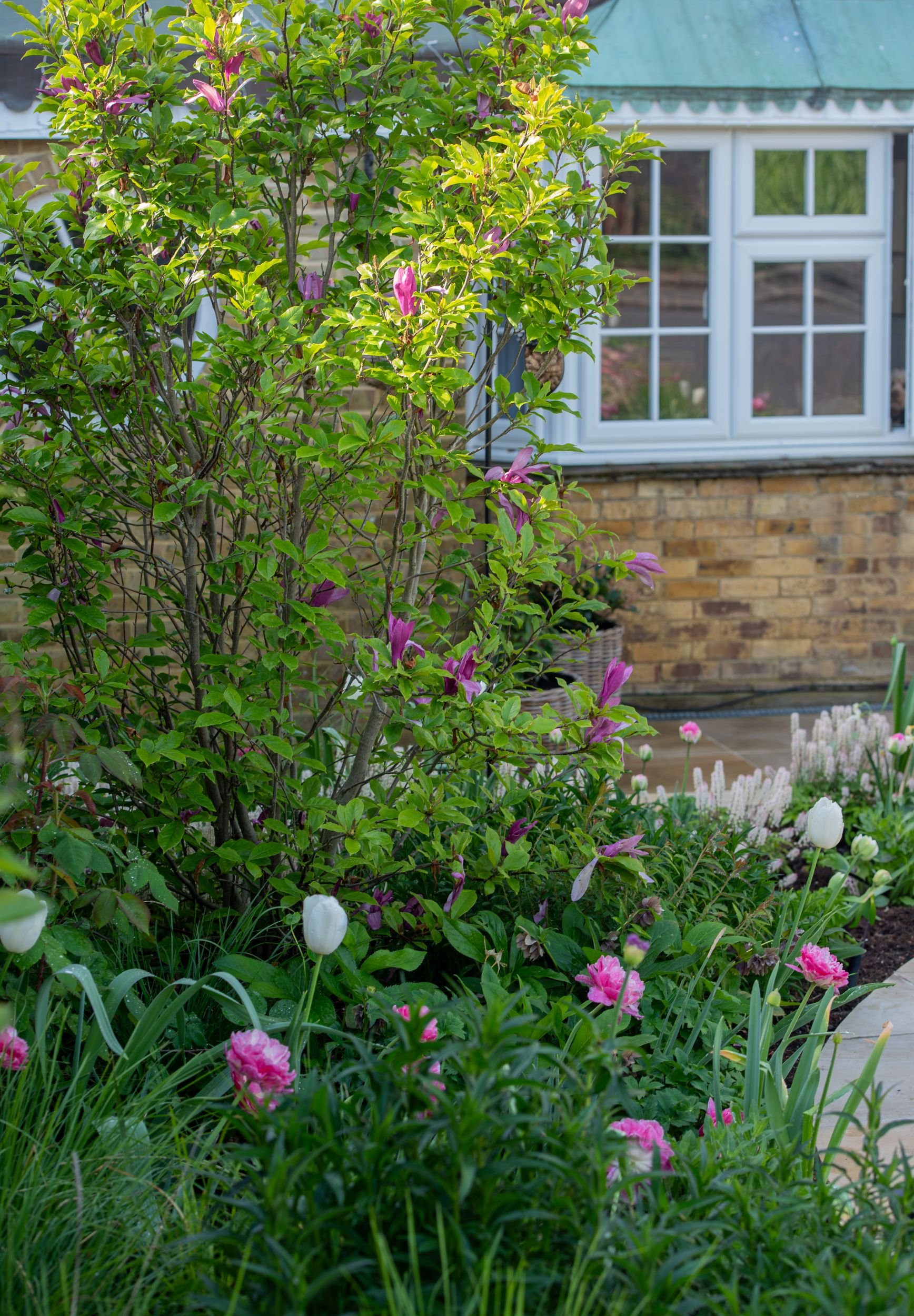A magnolia tree with pink flowers in front of a bay window with a copper roof in a Raynes Park front garden. JaneShanksterGardenDesign.co.uk

A young magnolia, underplanted with tulips and tiarella, has been positioned to soften the corner of the hou