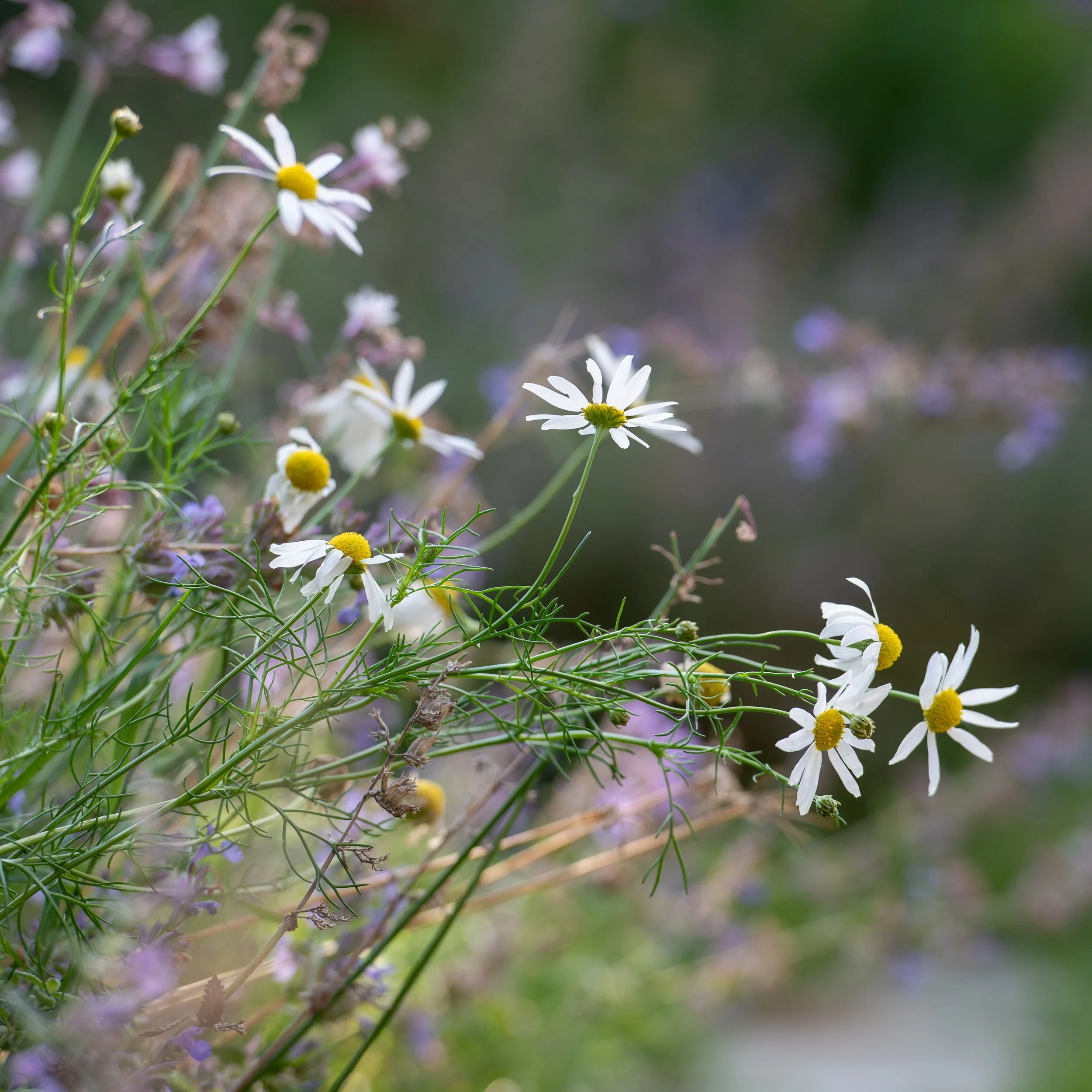 Chamomile daisies mingling with erigeron and verbena, adding a soft, informal note among the border planting.

Close-up of white chamomile daisies with yellow centres, growing among purple verbena in a garden border. Designed by JaneShanksterGardenDe