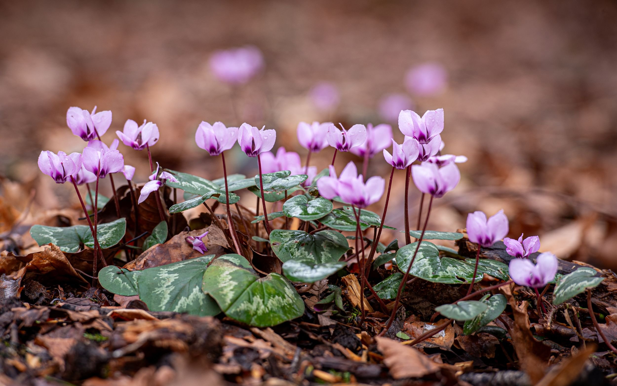 Pink cyclamen hederifolium flowers among fallen leaves on the woodland floor at Sir Harold Hillier Gardens