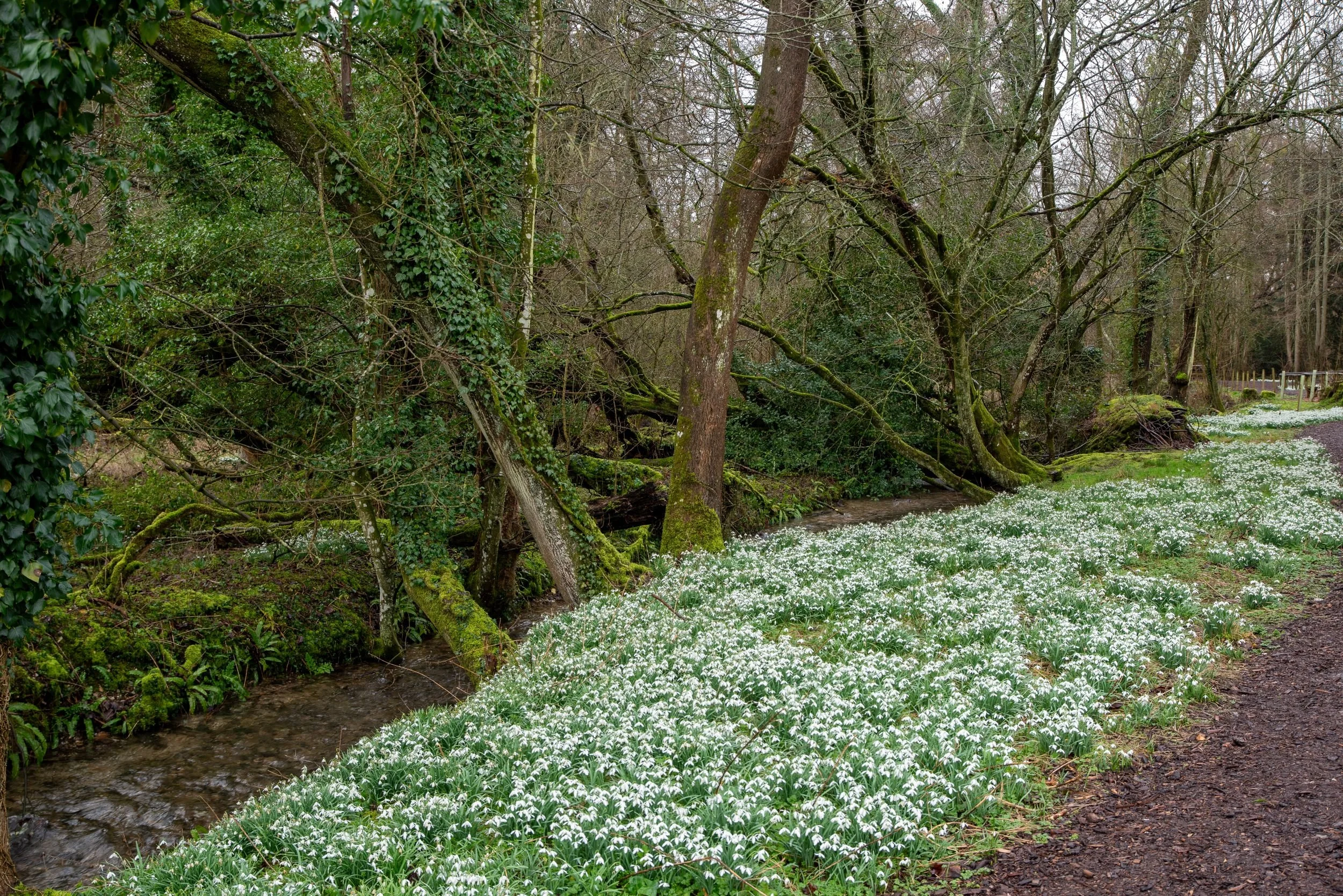 Sheets of snowdrops lining a woodland stream beneath ivy-clad trees at Welford Park