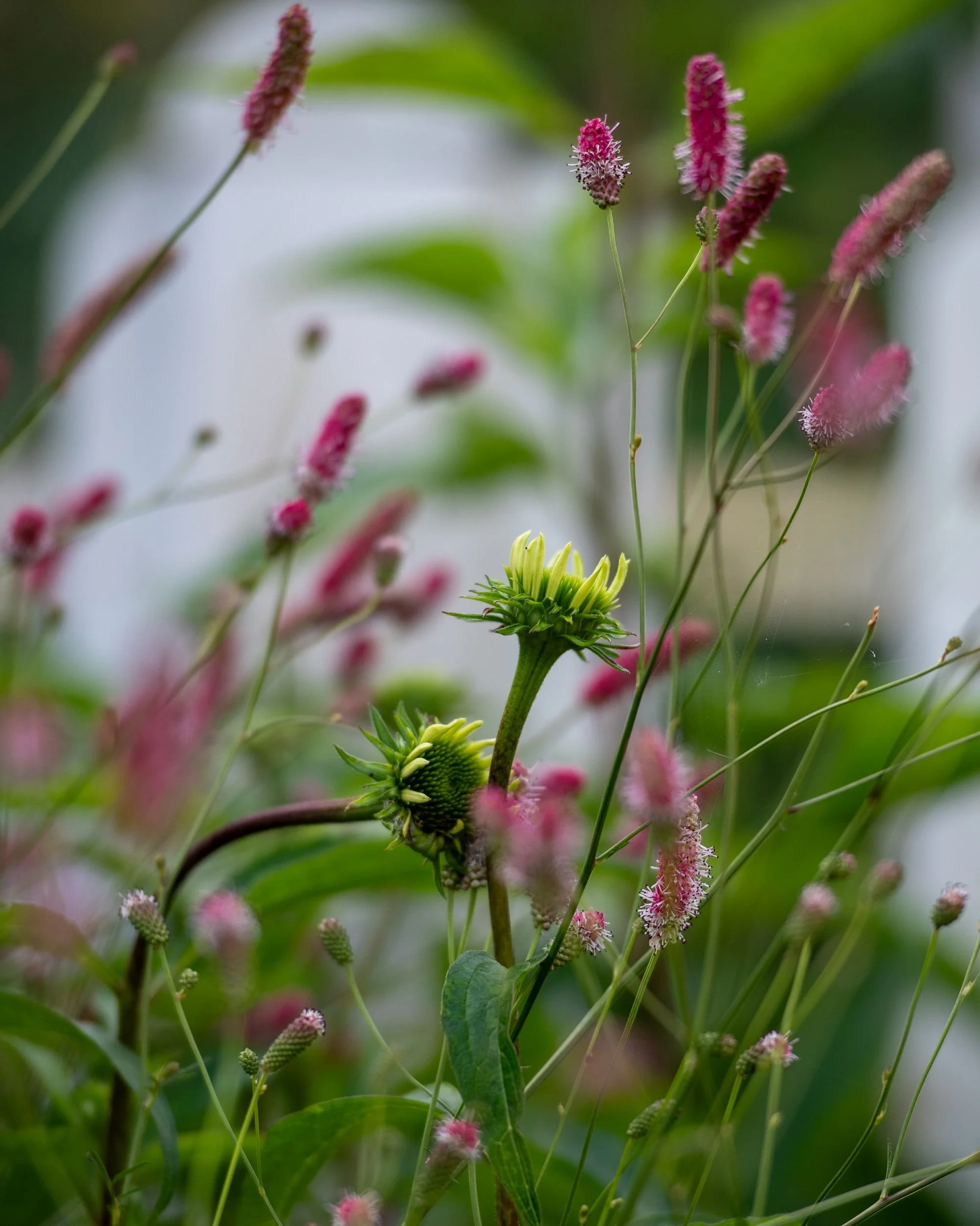 The bottlebrush flowers of Sanguisorba 'Pink Tanna' sway above an echinacea seed head in a Wimbledon Village garden border. JaneShanksterGardenDesign.co.uk

Slender stems of Sanguisorba 'Pink Tanna' carry their fluffy pink bottlebrush flowers above a
