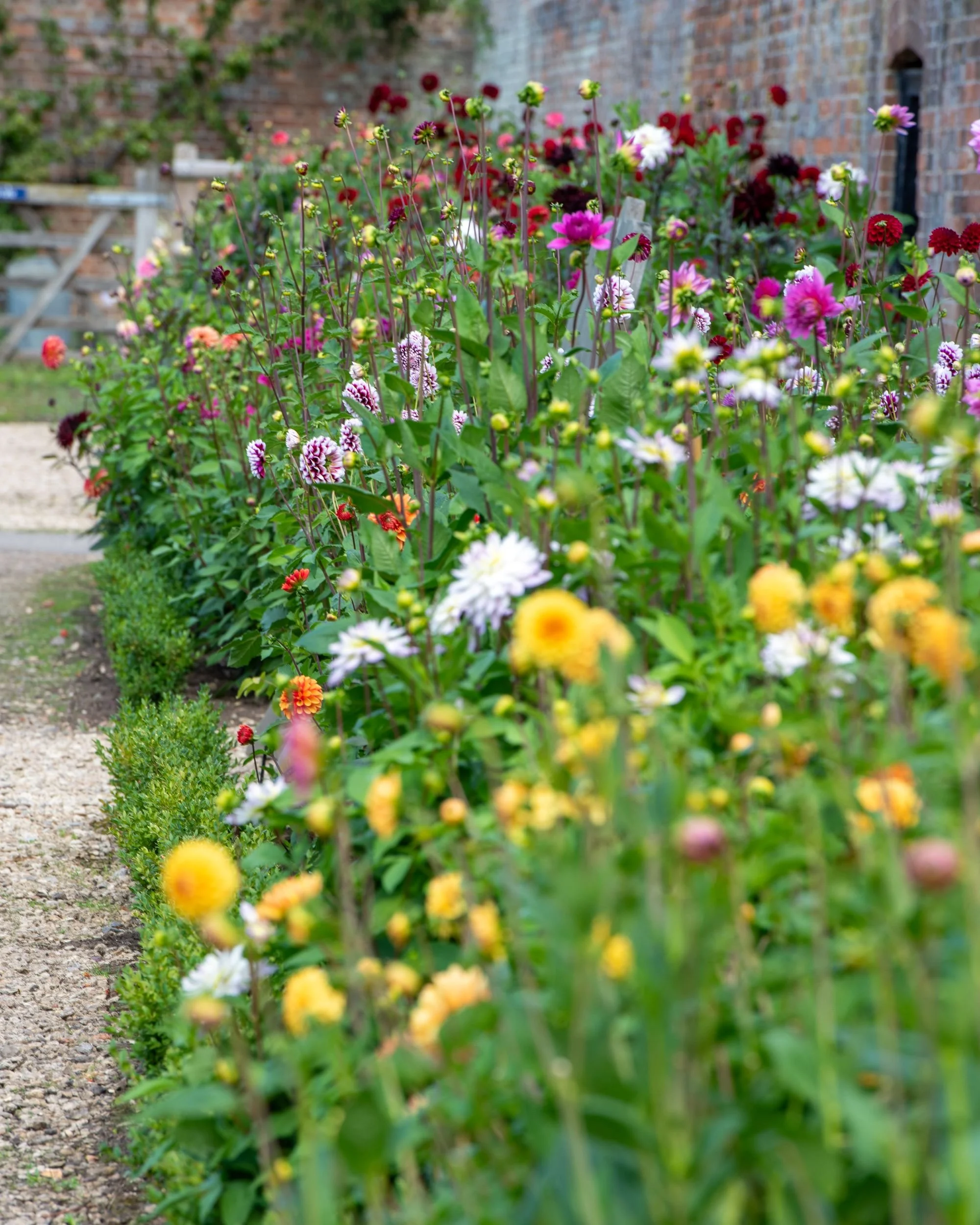 A long dahlia border in the walled garden at Waterperry Gardens, with mixed pink, red, orange and yellow blooms against brick walls.