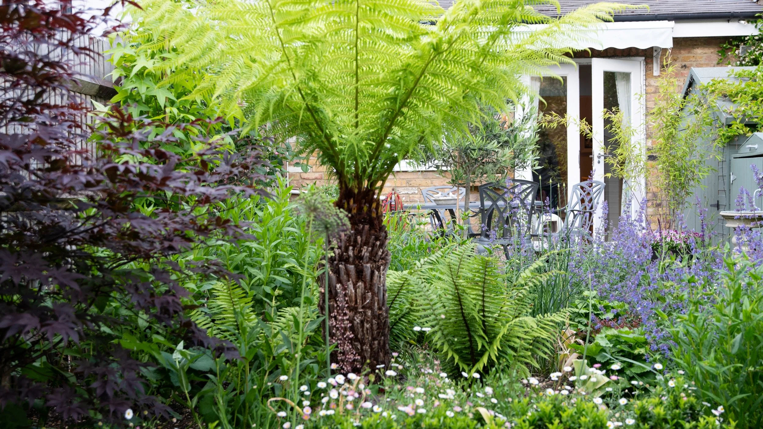 Tree fern and acer framing dining terrace in Wimbledon garden by Jane Shankster Garden Design

A verdant planting of tree fern, ferns and agapanthus frames a view towards a patio seating area and olive tree near the house. The dense, textural greener