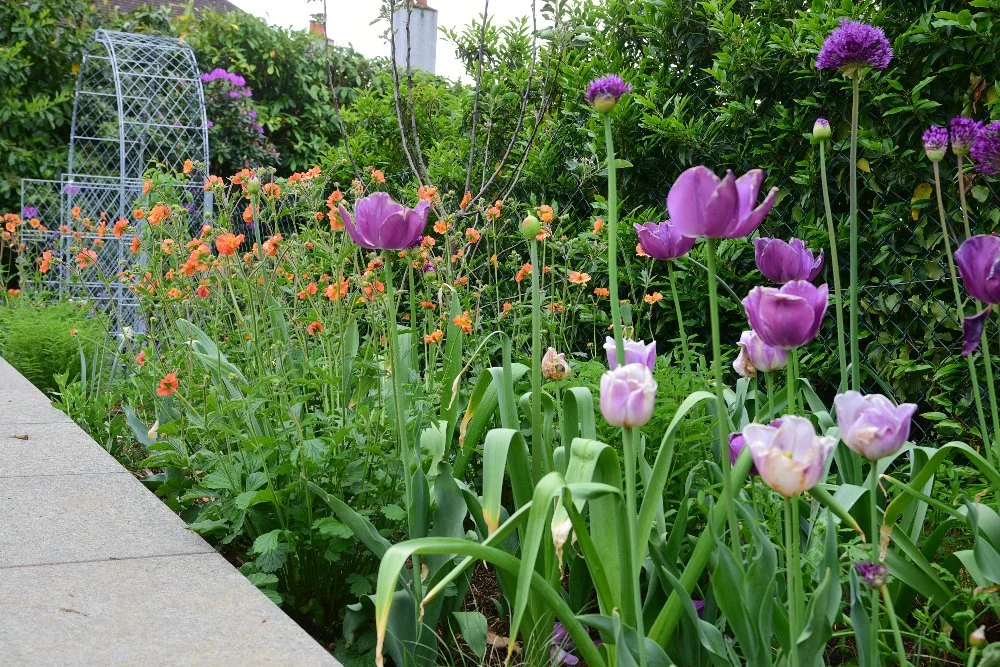 Purple tulips and alliums rise above orange geums in a spring border beside a paved path in Raynes Park. JaneShanksterGardenDesign.co.uk.

Spring brings a different rhythm to this border, purple tulips and the first allium heads pushing up through a 
