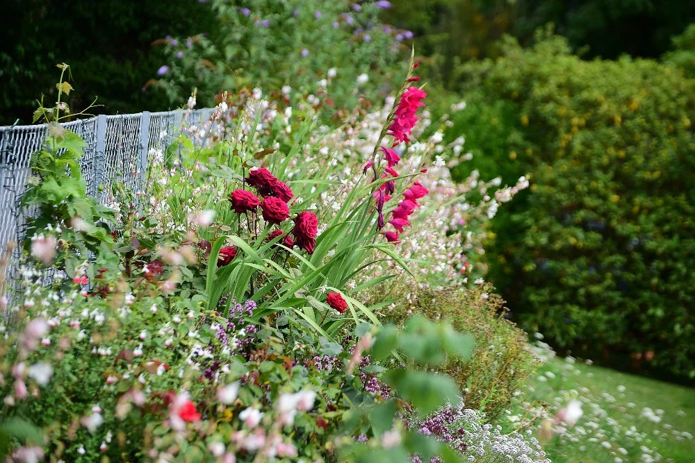 Deep red roses and magenta gladioli rise above a soft border of white flowers along a boundary fence in Raynes Park. JaneShanksterGardenDesign.co.uk.

Rich, saturated colour takes over in this corner of the border, deep red roses and vivid magenta gl