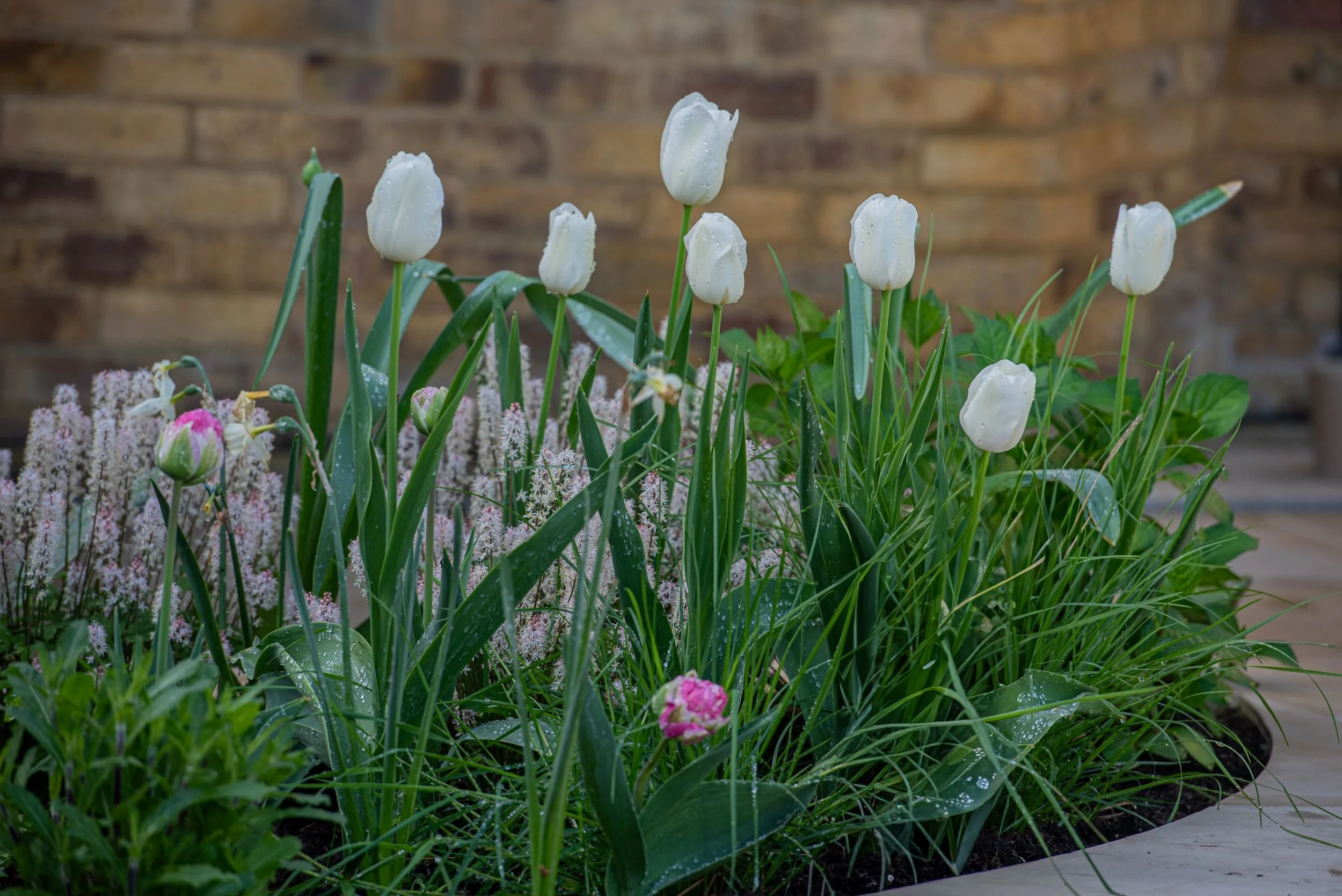 White tulips and tiarella against a yellow London brick wall in a Raynes Park front garden. JaneShanksterGardenDesign.co.uk

A row of elegant white tulips stands proud against the warm tones of the home's London stock brick, with tiarella and a hint 