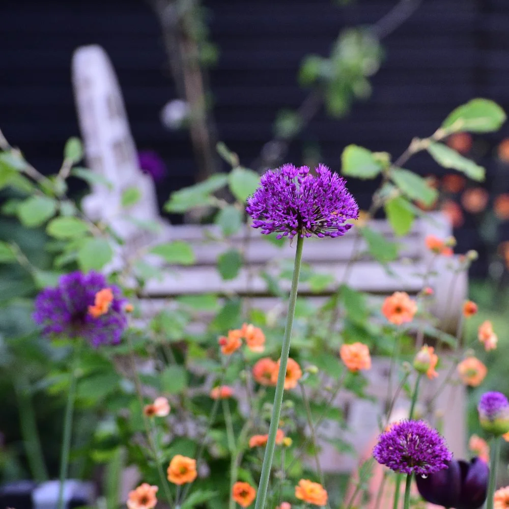 Purple allium among orange geum flowers, Wimbledon garden by Jane Shankster Garden Design

A bold purple allium stands out among drifts of orange geum flowers, with a weathered bench softly framed behind. This vivid colour pairing exemplifies the bri