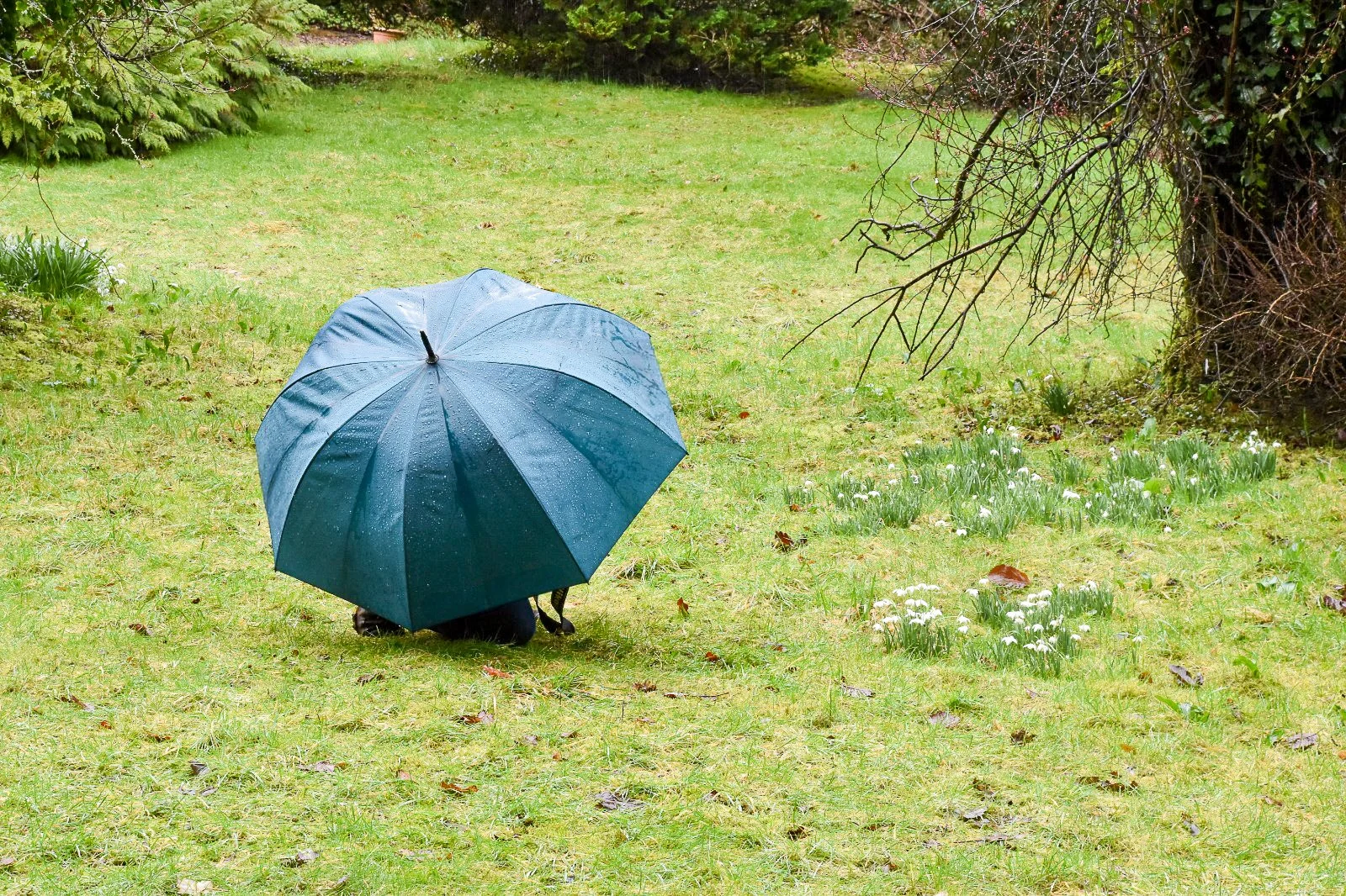 Photographer sheltering under a blue umbrella while photographing snowdrops at Welford Park