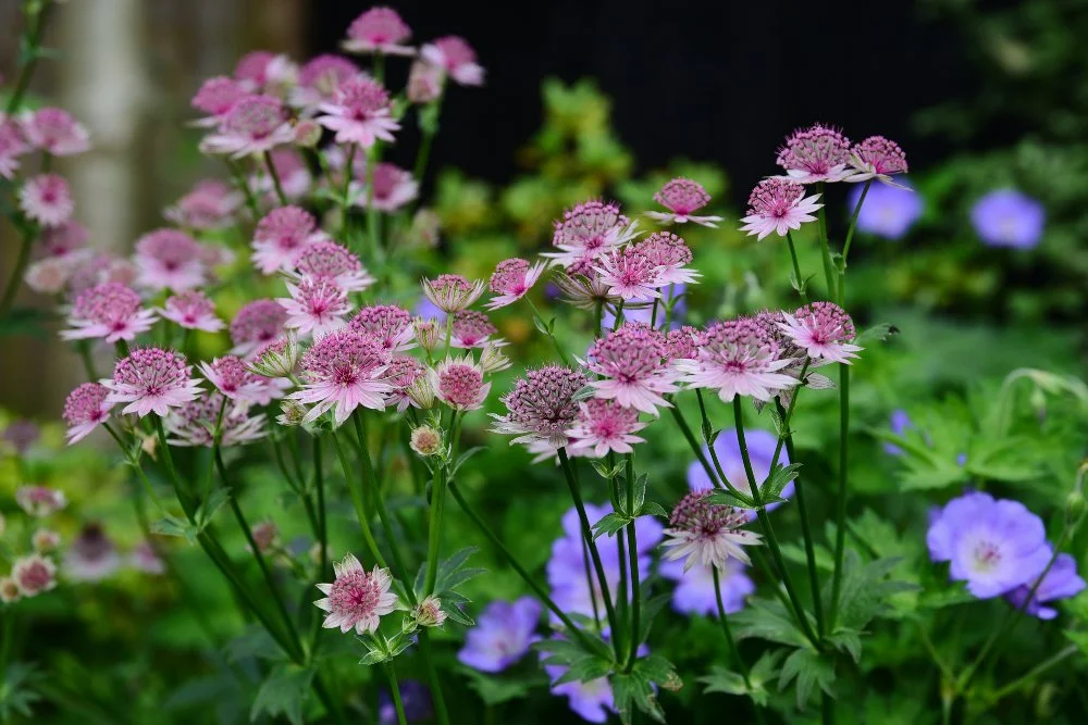 Pink astrantia and blue geraniums in Wimbledon garden border by Jane Shankster Garden Design

Delicate pink-and-white astrantia flowers rise above a soft haze of blue hardy geraniums, forming a naturalistic planting combination in this Wimbledon gard