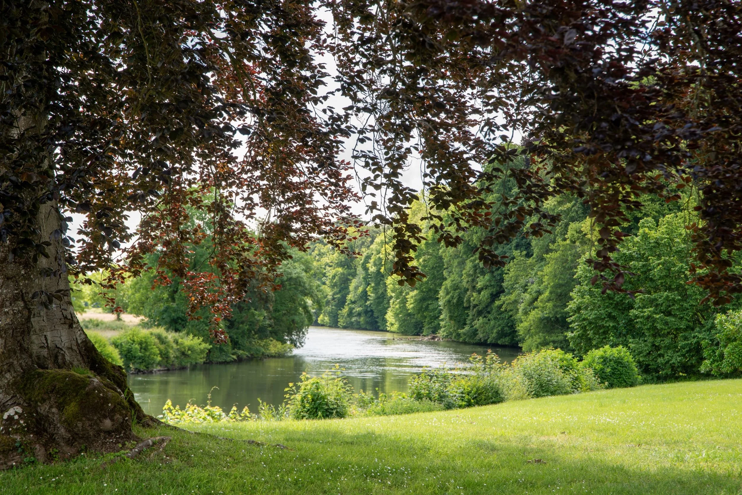 The River Loir seen through the branches of a copper beech tree on the lawn at Château du Lude.
