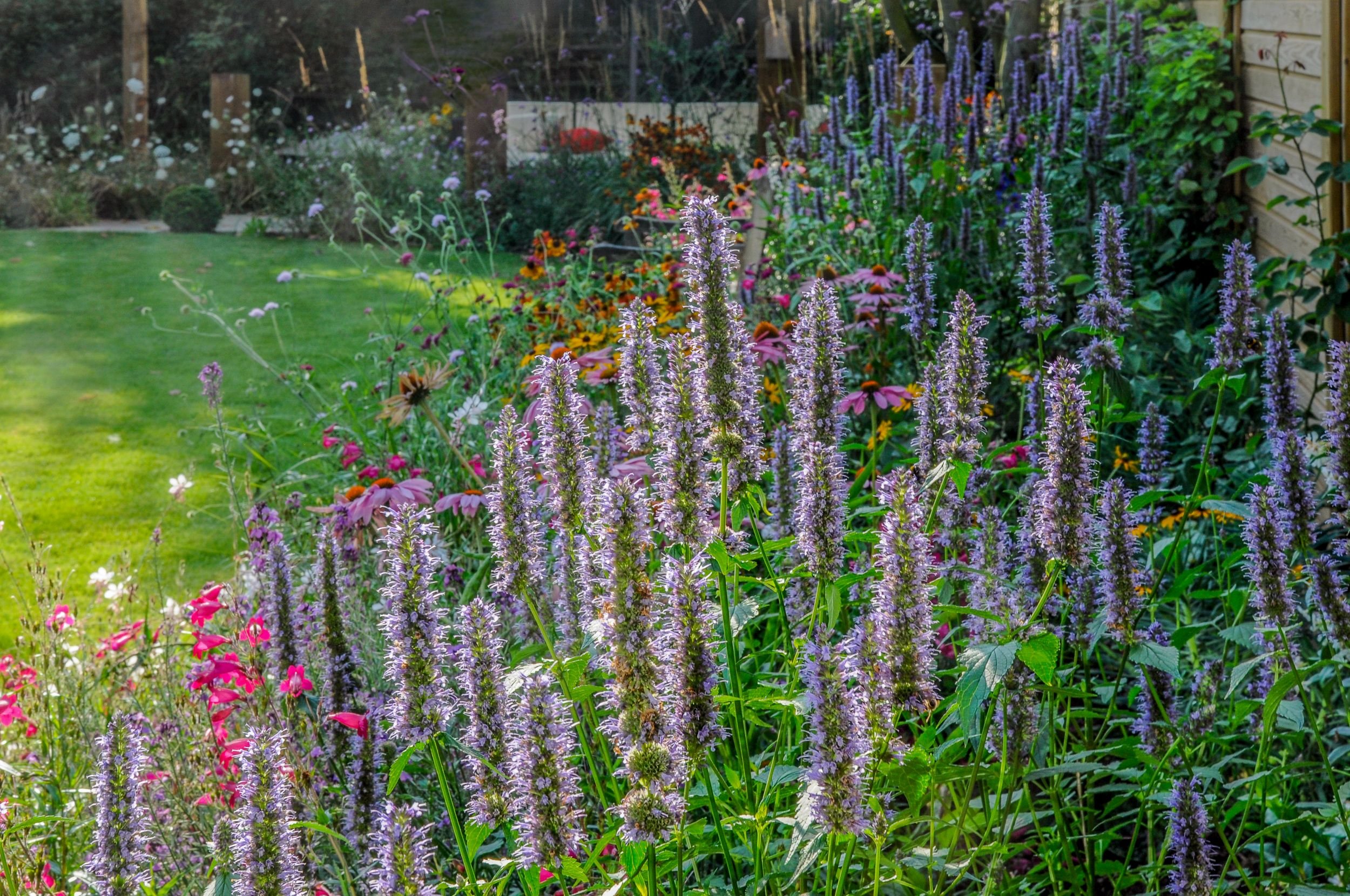 Purple agastache spikes rise in front of a colourful perennial border and lawn in a Raynes Park garden. JaneShanksterGardenDesign.co.uk

Tall spires of purple agastache lead the eye along a border filled with rudbeckia, echinacea and salvia, with a n