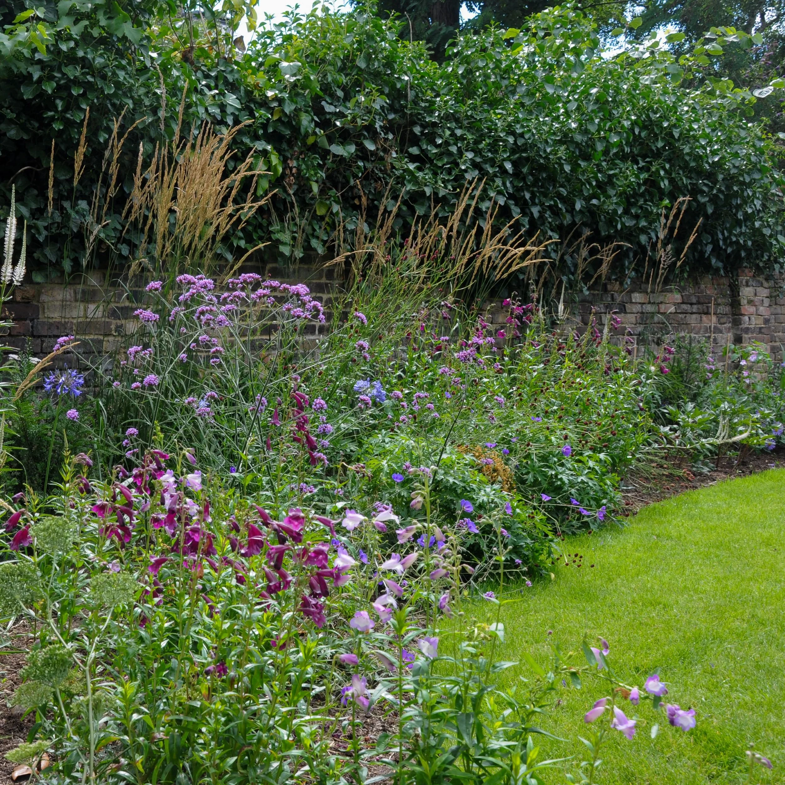 A deep border of penstemons, verbena and agapanthus grows against an old brick wall in a London country garden. JaneShanksterGardenDesign.co.uk.

Rich maroon penstemons, airy verbena and soft blue agapanthus fill this border from front to back, with 