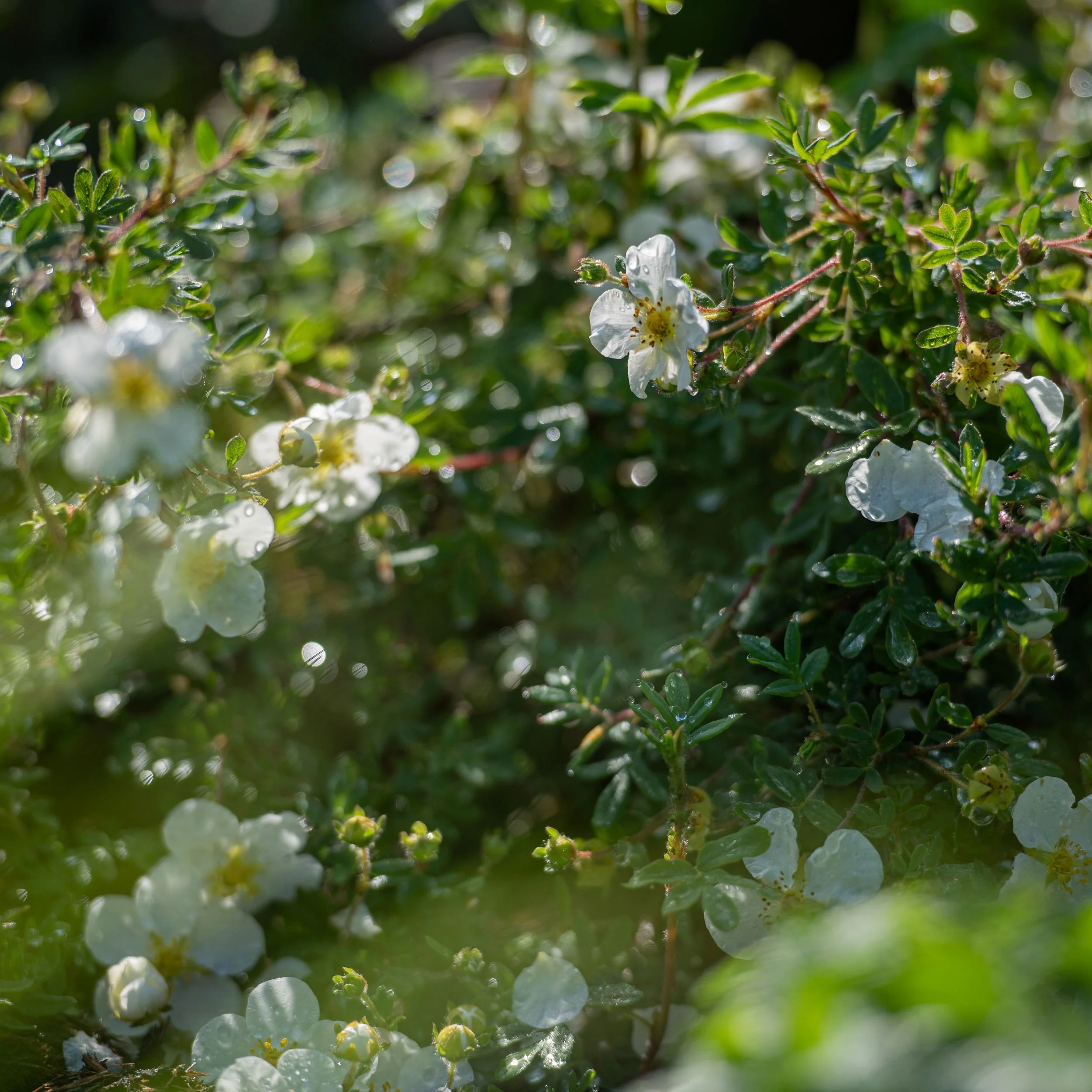 Small white potentilla flowers with dew drops in a Raynes Park front garden border. JaneShanksterGardenDesign.co.uk

A macro view of the border's flowering potentilla, its small white blooms studded with morning dew, adding delicate texture and scent