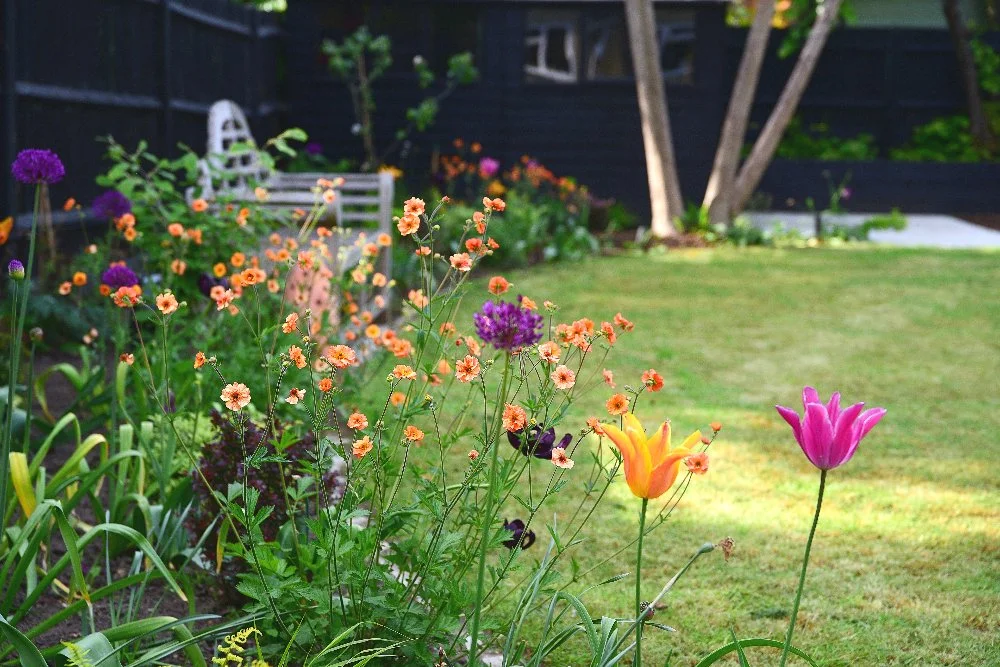Orange geum, purple allium and pink tulips in Wimbledon garden border by Jane Shankster Garden Design

A vibrant mix of orange geum, purple allium and pink and yellow tulips brings seasonal colour to this Wimbledon garden border, with a metal chair a