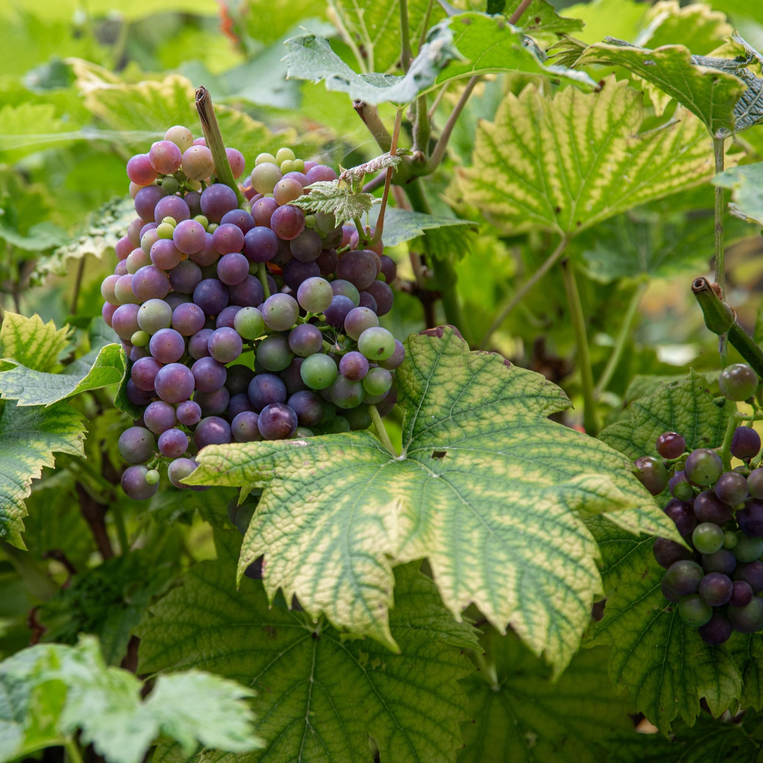 Grapes ripening on a vine in a garden in Raynes Park designed by JaneShanksterGardenDesign.co.uk

Warmer summers mean this client can have fruit normally grwon in Meditteranean countries. They also have figs, apricots and Asian pears. Designed by Jan