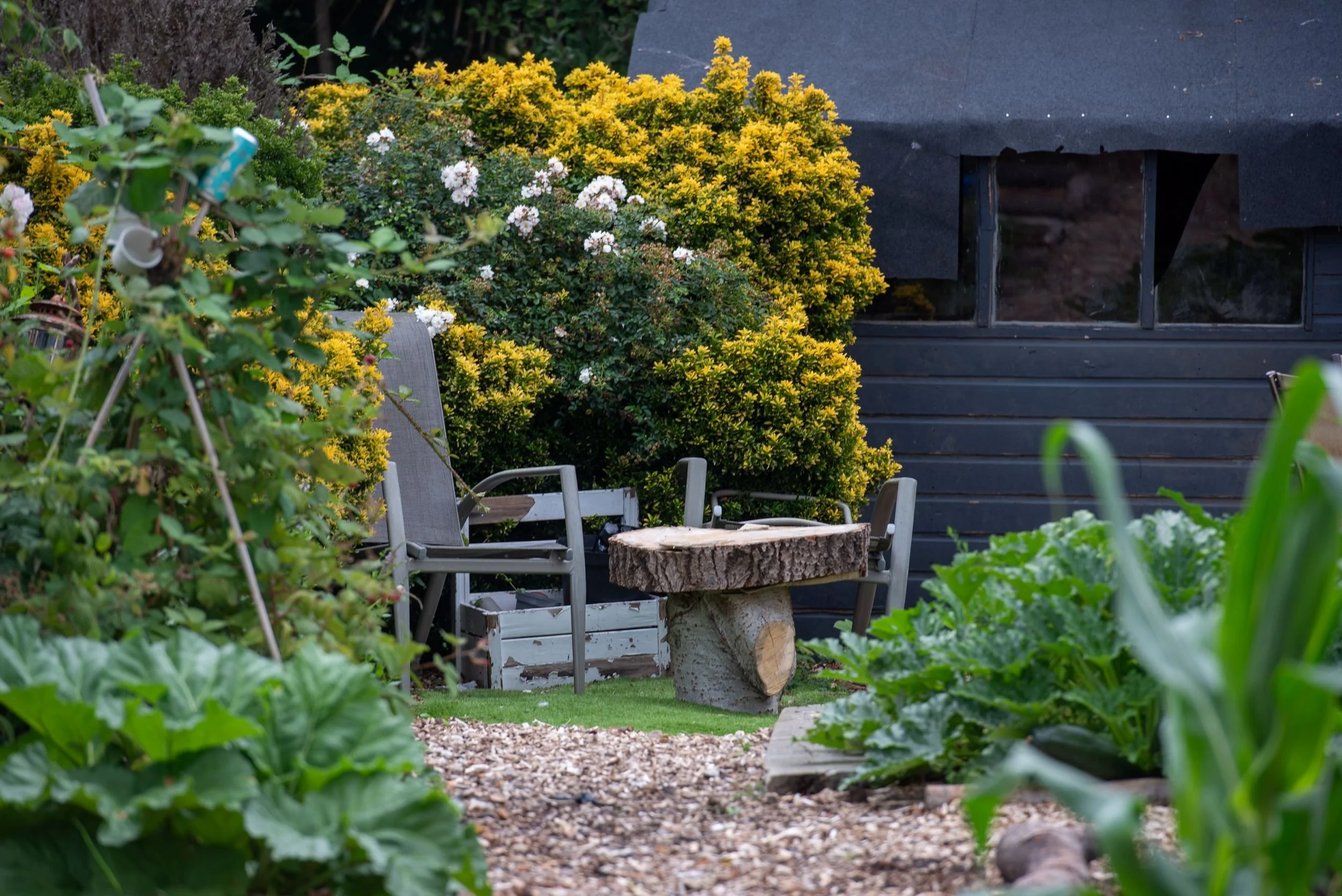 allotment seating nook with a log-slice table, garden chairs and flowering shrubs beside a dark timber shed