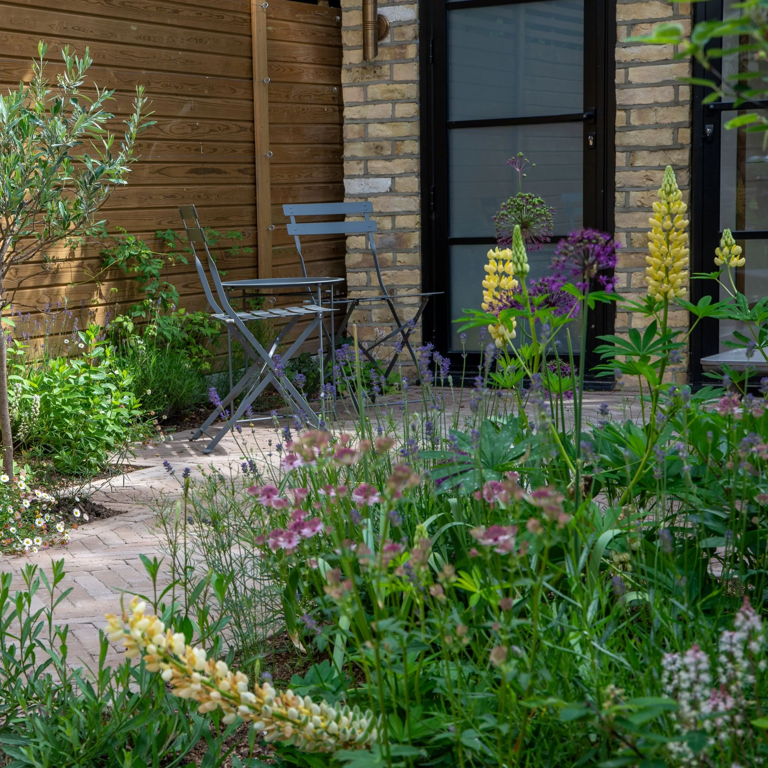 Grey metal bistro chairs on herringbone brick paving in a Fulham courtyard garden, seen through a foreground of pink astrantia, yellow lupins and purple alliums, with olive tree and cedar fence behind. ArthurRoadLandscapes.co.uk.

The grey bistro cha
