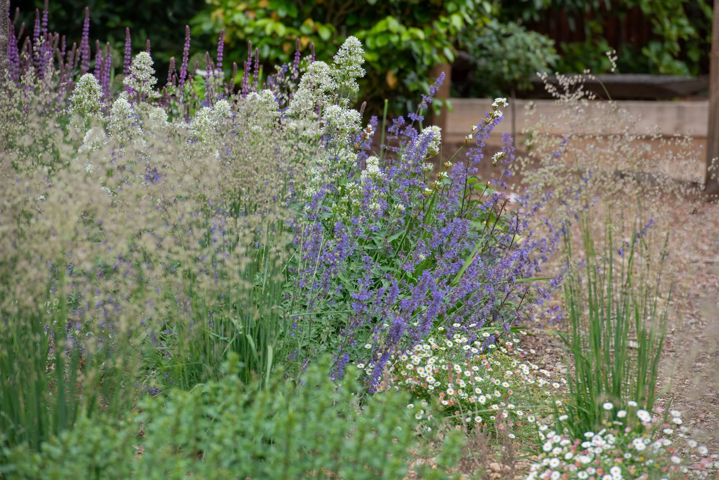 A naturalistic border with blue-purple nepeta, airy white centranthus and ornamental grasses beside a bark path in a Surrey nature garden, with bark path and trees behind. 

ArthurRoadLandscapes.co.uk.Airy white centranthus and blue nepeta drift toge