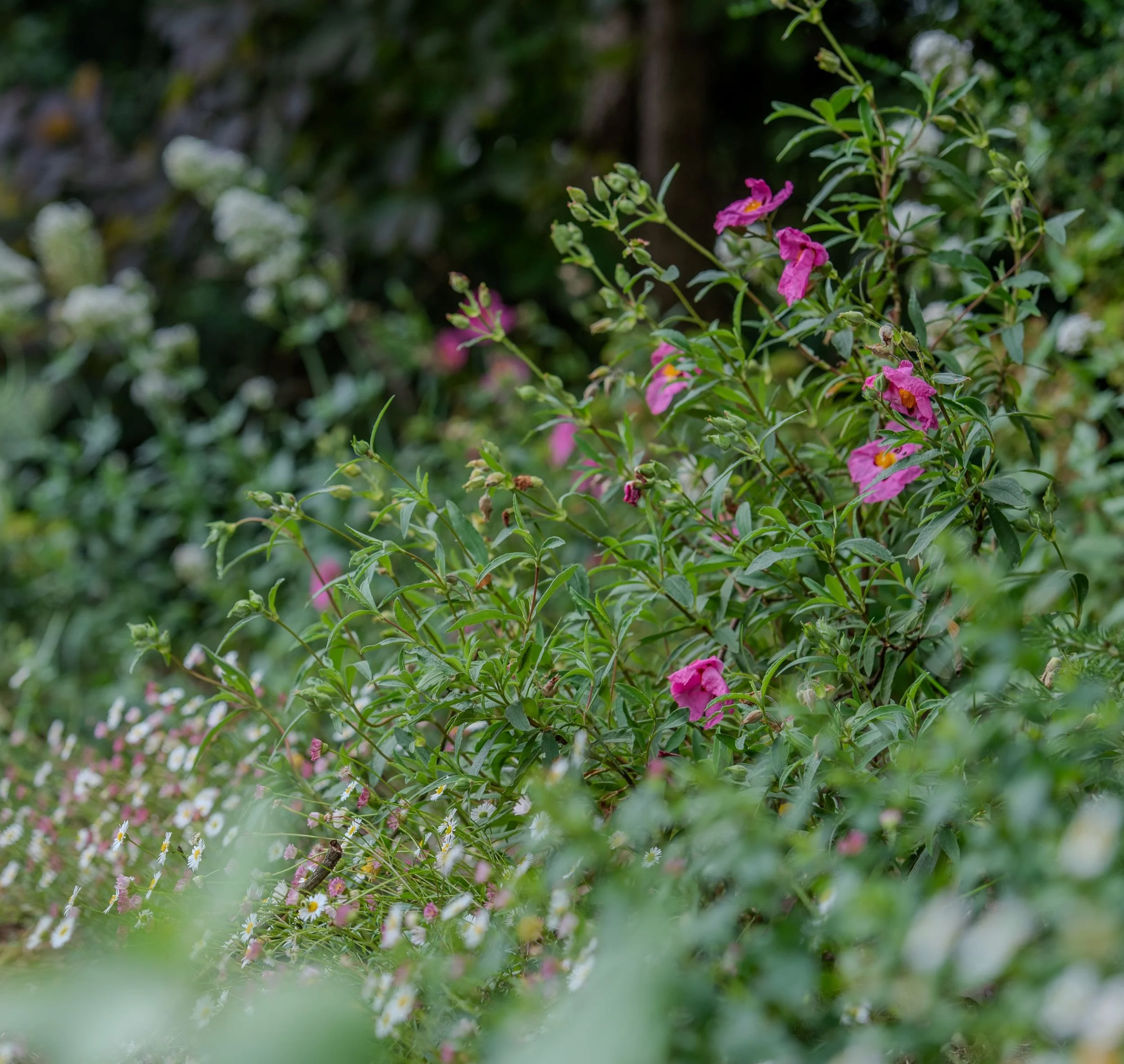 Pink cistus flowers with yellow centres and white erigeron daisies growing together in a naturalistic border in a Surrey nature garden, viewed through soft-focus foliage. ArthurRoadLandscapes.co.uk.

Bright magenta cistus flowers glow against a haze 