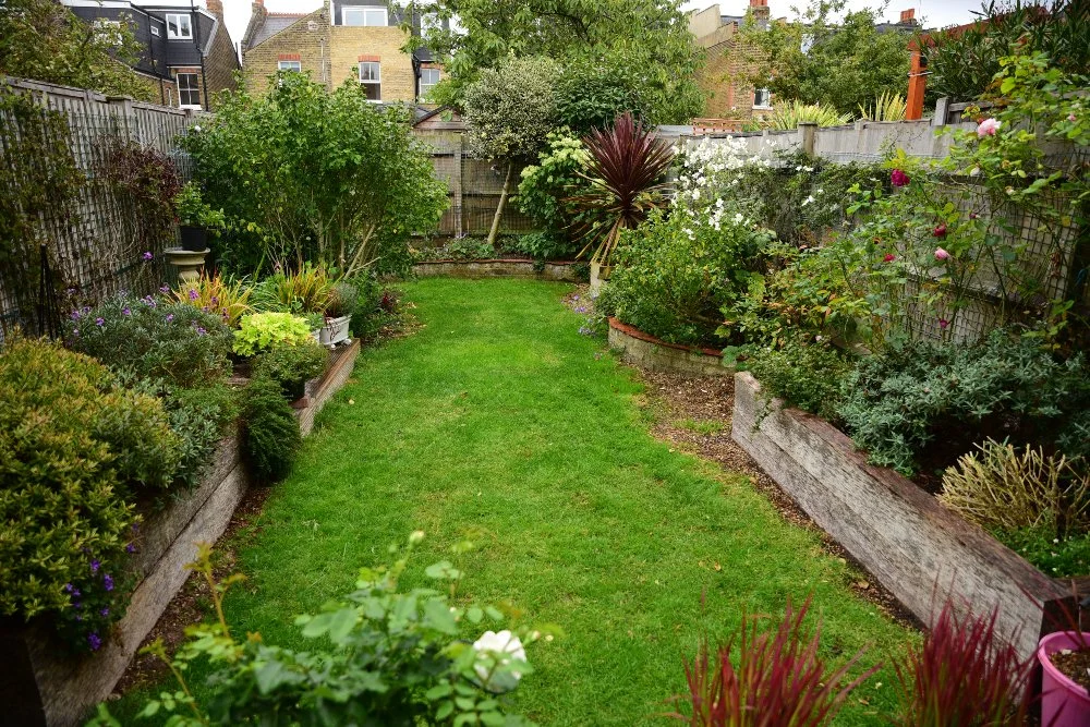 Long narrow lawn with boring shrub borders before renovation by Jane Shankster Garden Design

A long, narrow Wimbledon garden viewed from the house, with a central lawn path leading between raised timber-edged borders. Boring planting including cordy