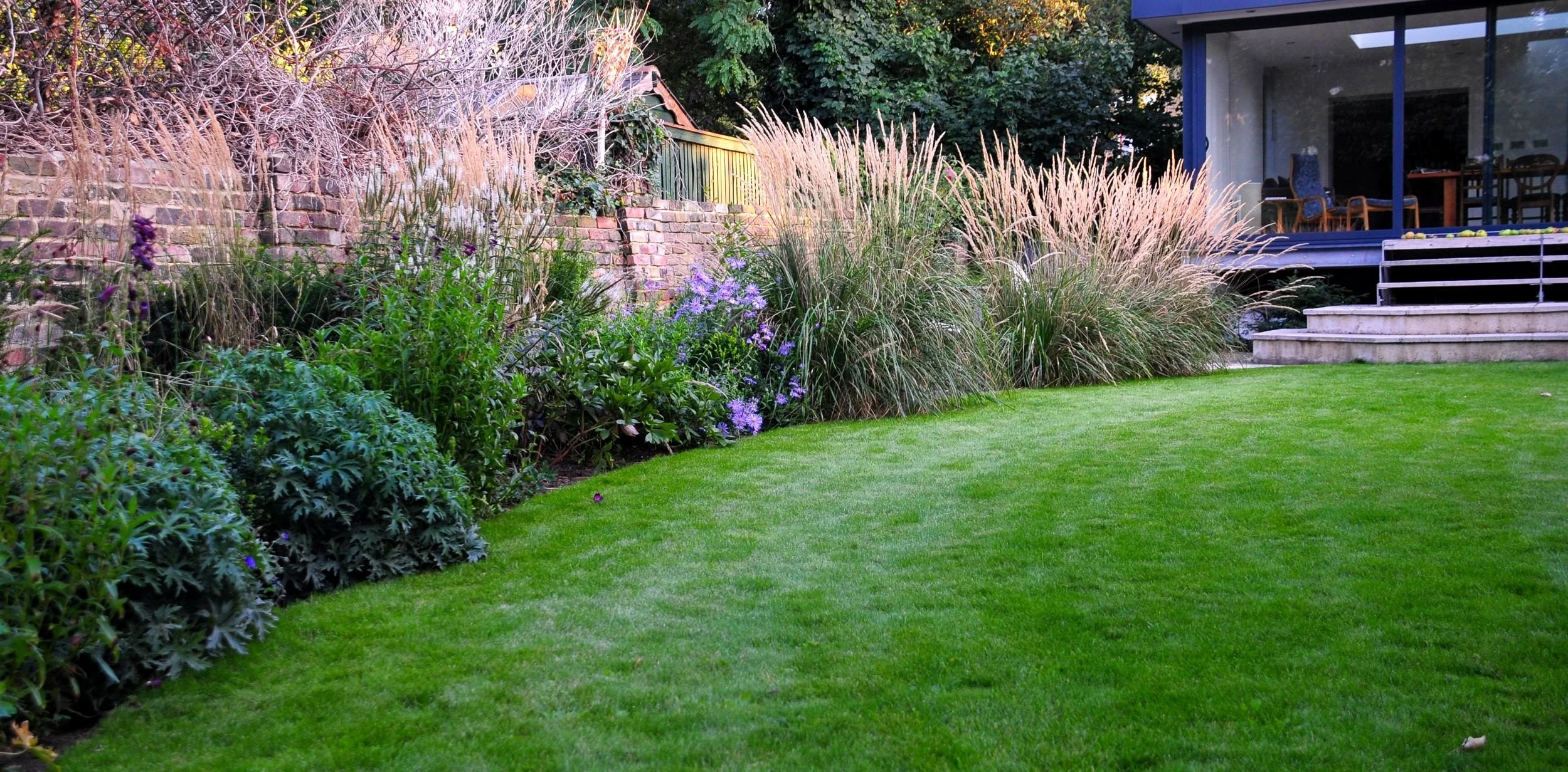 A border of ornamental grasses and asters curves alongside a lawn leading to a modern house extension in London. JaneShanksterGardenDesign.co.uk.

This border relies on grasses for its backbone, their pale seed heads catching the last of the evening 