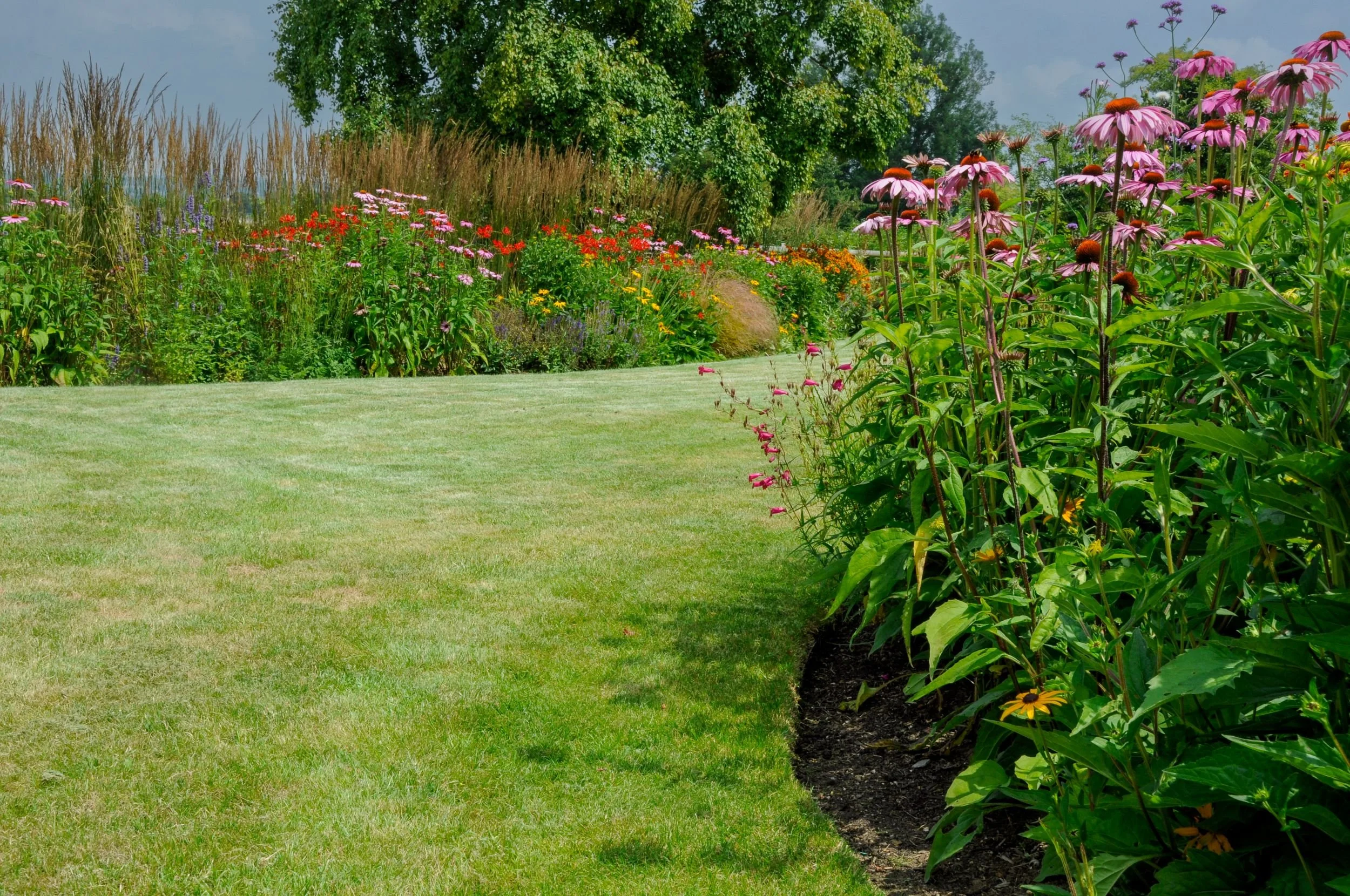 Vivid red Crocosmia 'Lucifer' lines a curving lawn edge in a Surrey garden, with a colourful border beyond. JaneShanksterGardenDesign.co.uk.

A thin line of vivid red Crocosmia 'Lucifer' traces the lawn's edge here, a small but striking detail agains