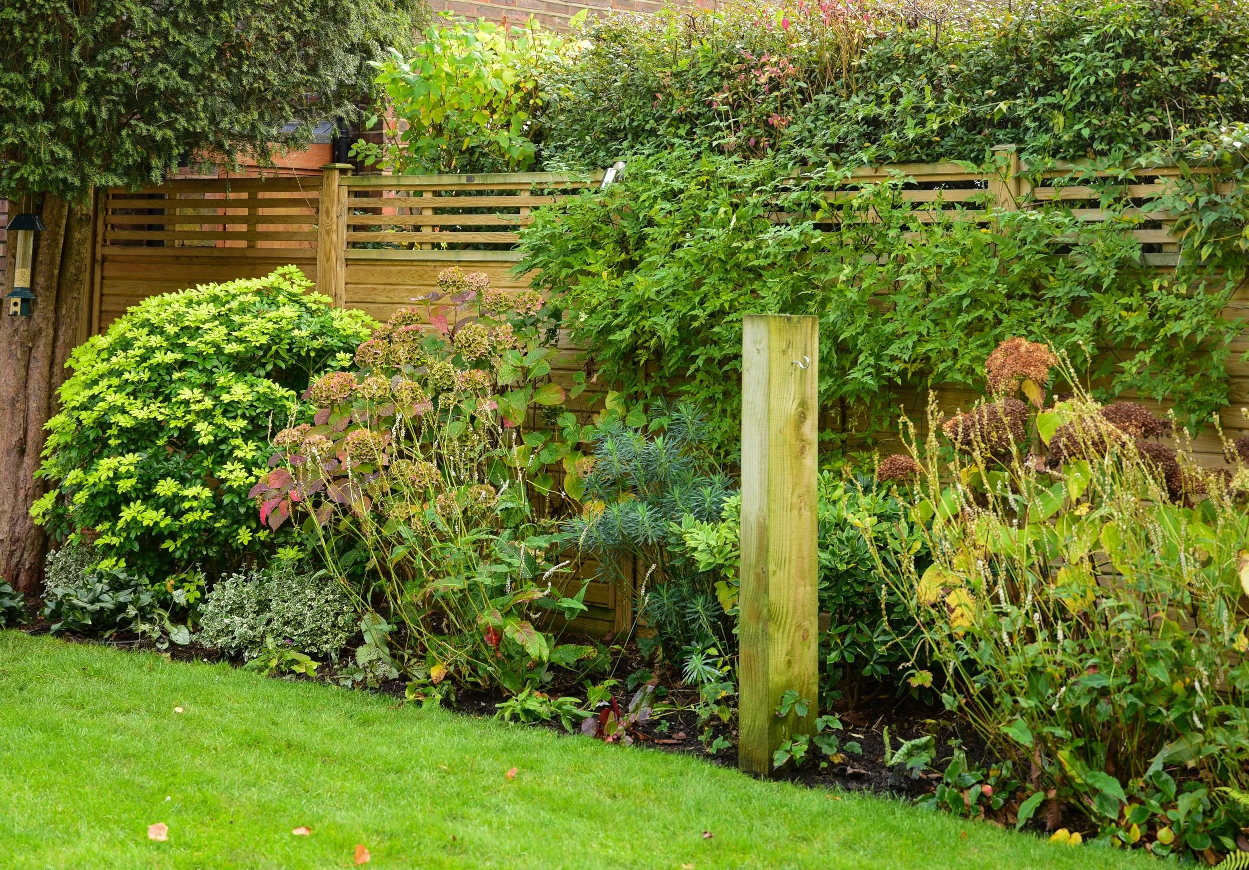 Fading hydrangea and persicaria flowers bring autumn colour to a shrub border. JaneShanksterGardenDesign.co.uk

As summer turns to autumn, the border's hydrangea heads fade to soft rust tones alongside persicaria spikes and evergreen shrubs, with a b