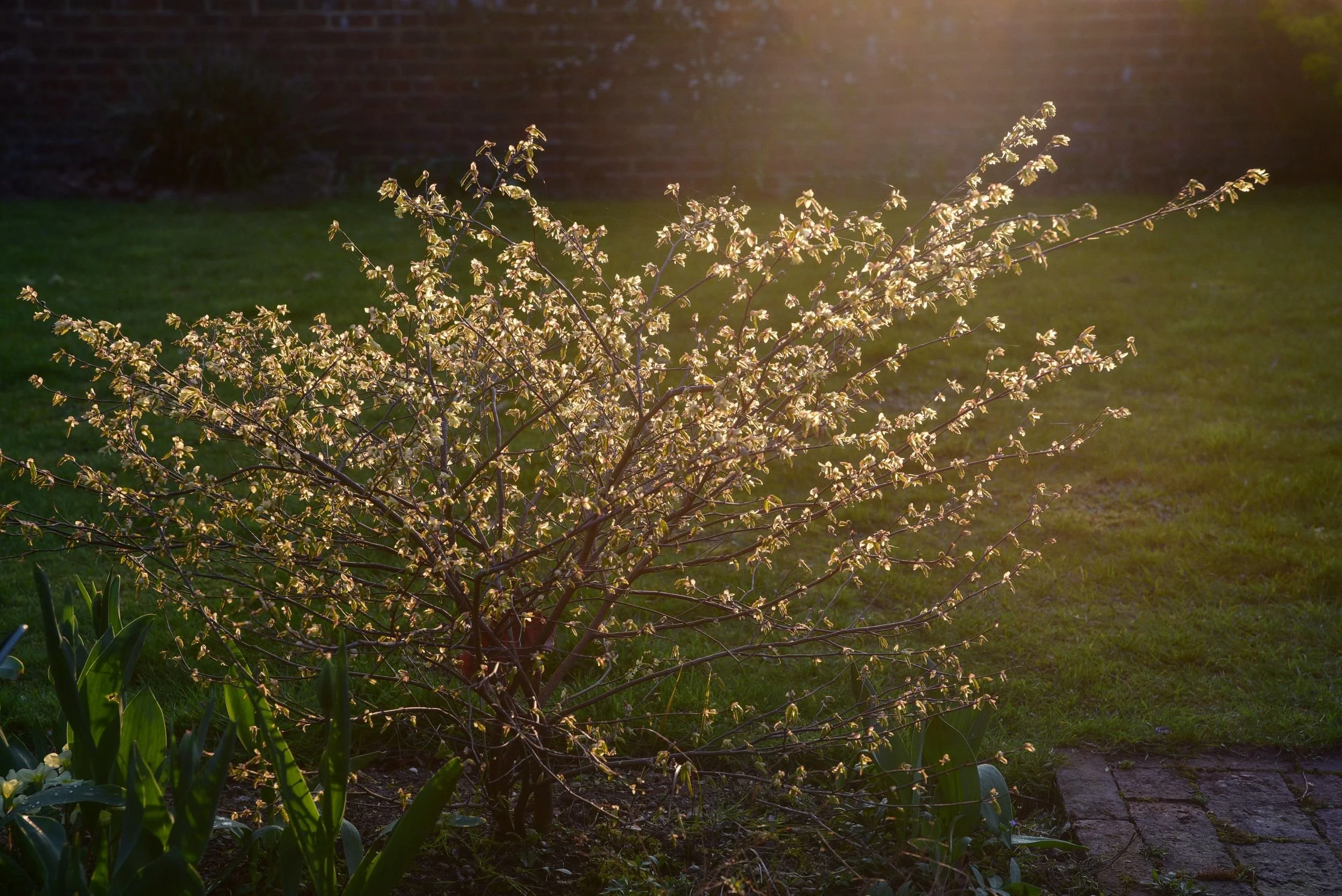 An Corylopsis pauciflora glows in golden evening light beside a lawn and tulip border. JaneShanksterGardenDesign.co.uk

Evening sunlight catches the delicate blossom of an Corylopsis pauciflora, its branches glowing gold against the shaded lawn, with