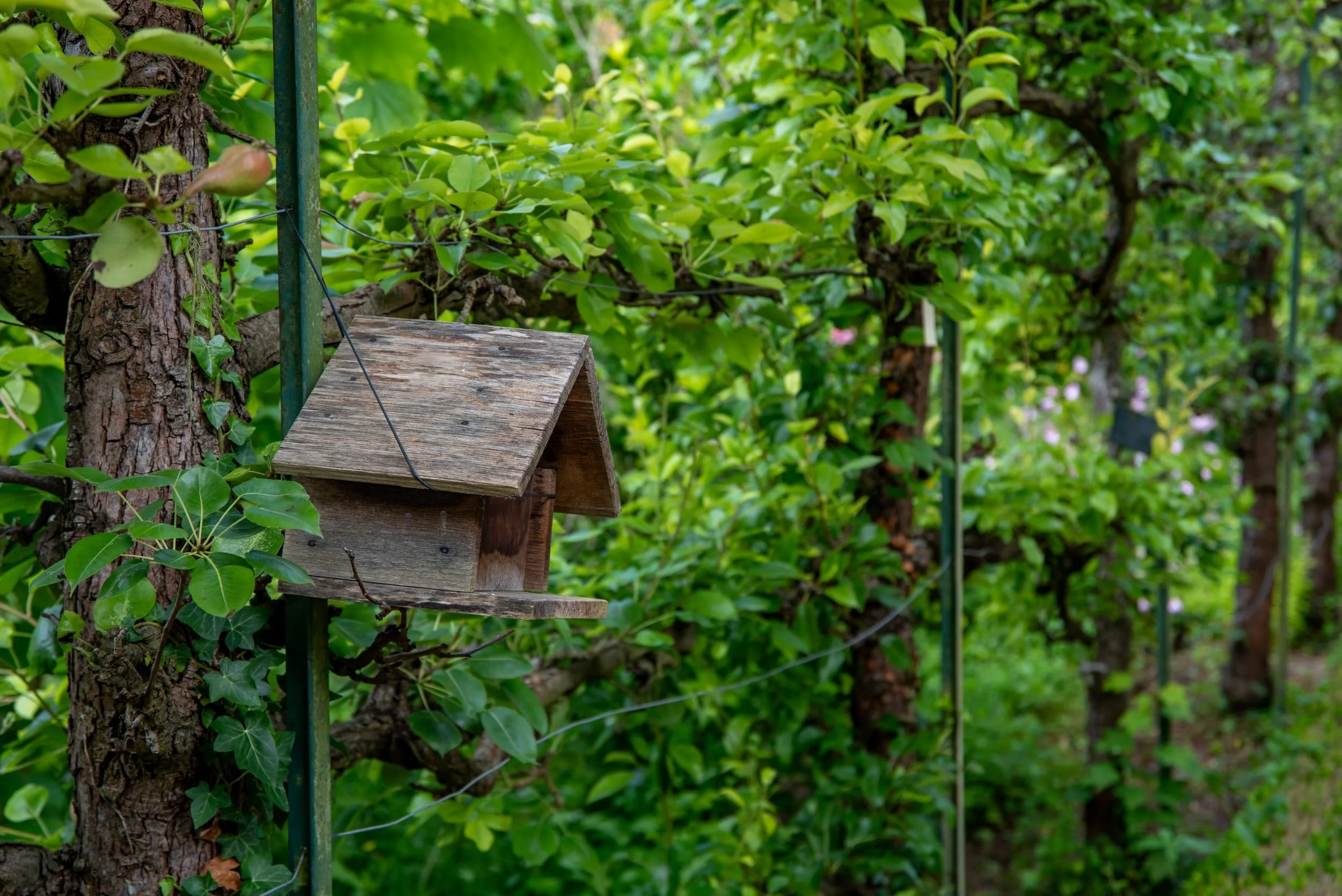 Simple wooden birdhouse mounted on a post among trained pear trees in the kitchen garden at Château du Lude.