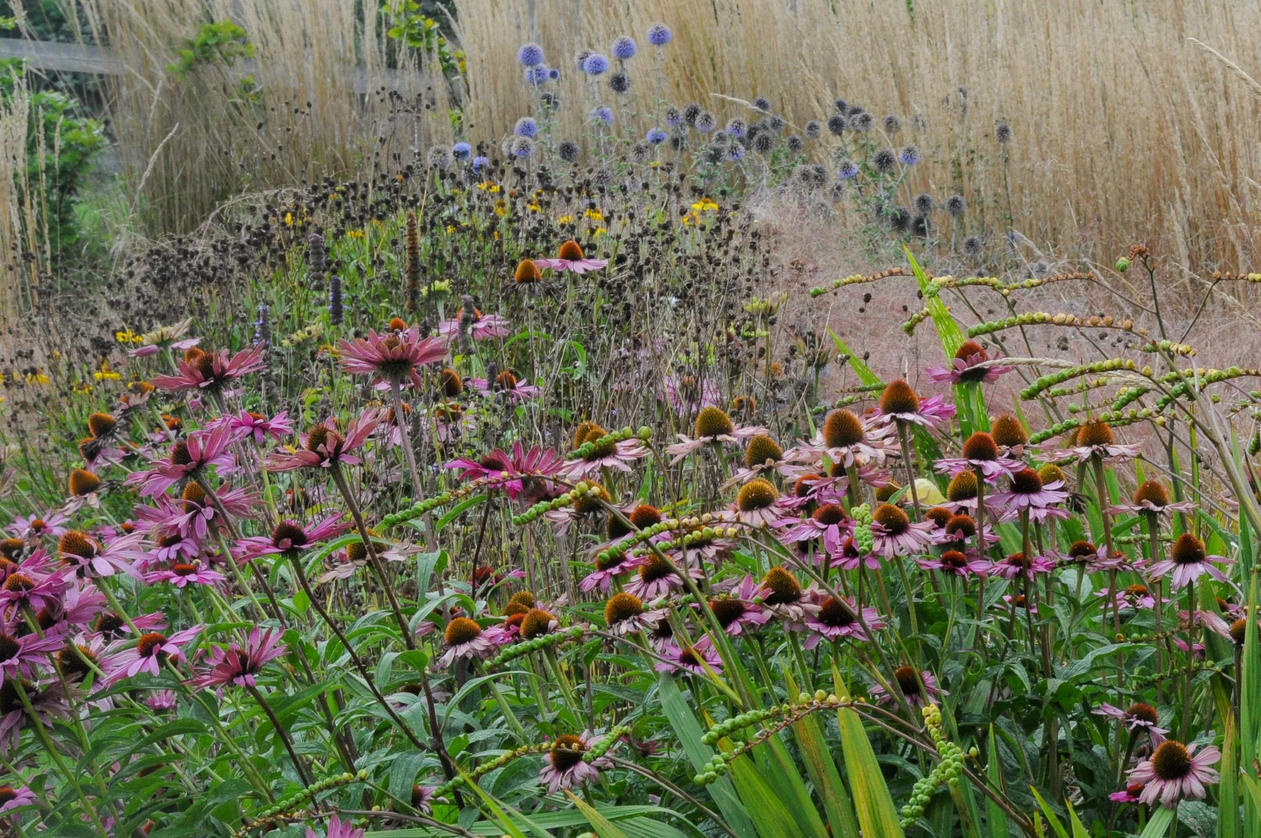 Purple verbena and pink echinacea create a wide, naturalistic summer border in a Surrey country garden. JaneShanksterGardenDesign.co.uk.

At the height of summer this border reaches its fullest, tall verbena and drifts of pink echinacea rising throug