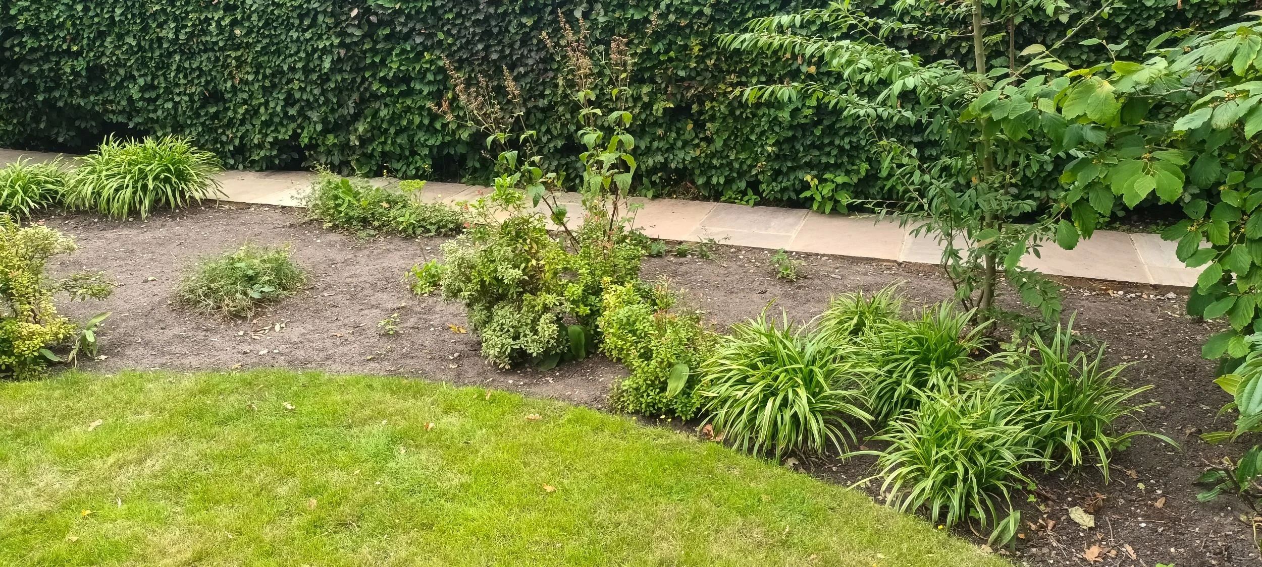 Bare, thinly planted border before replanting, Surrey garden

The border before replanting, showing bare soil and only a scattering of surviving shrubs and grasses along an otherwise well-maintained path and lawn edge. This before shot illustrates ho