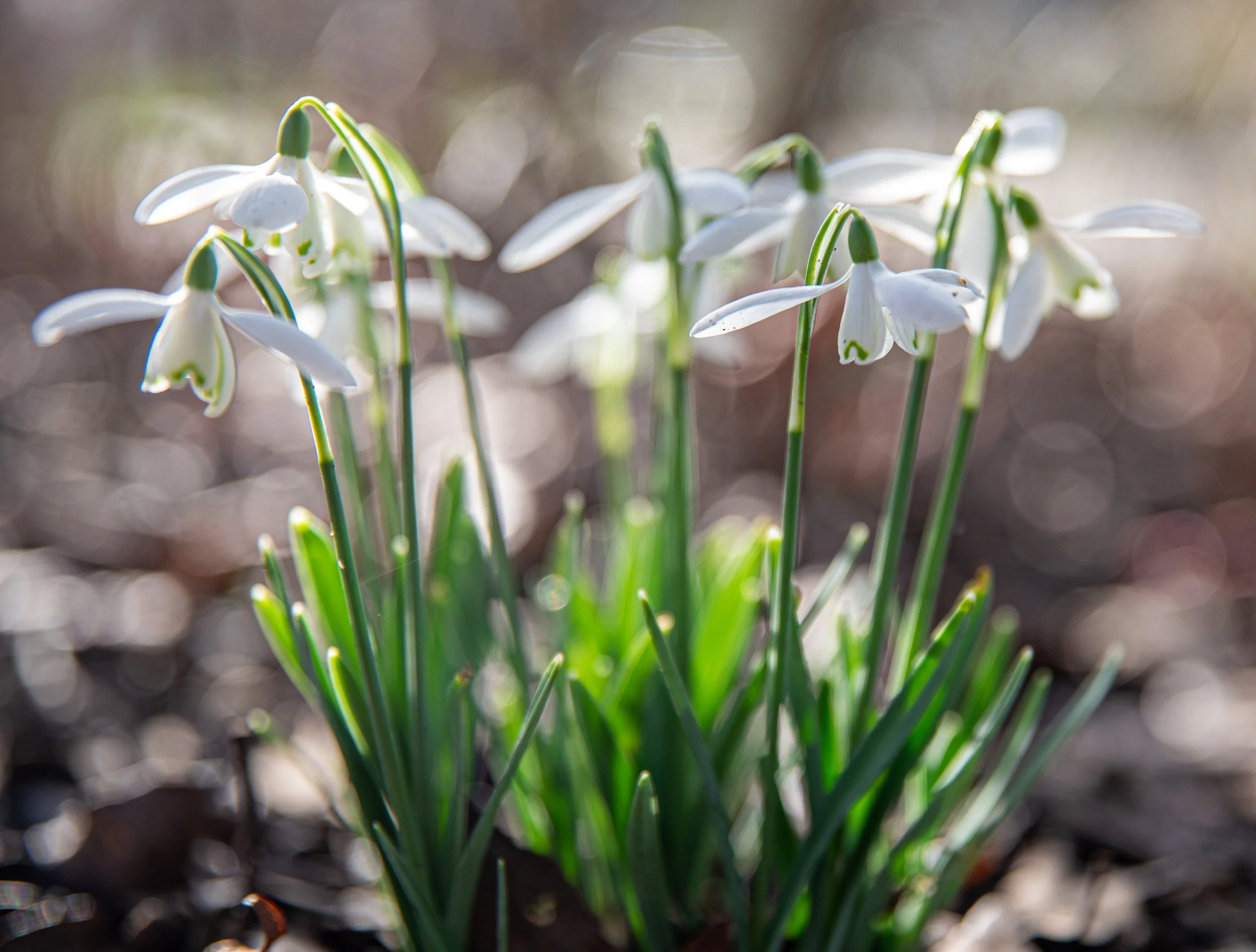 Sunlight glows through the translucent white petals of snowdrops, with bokeh light in the background.