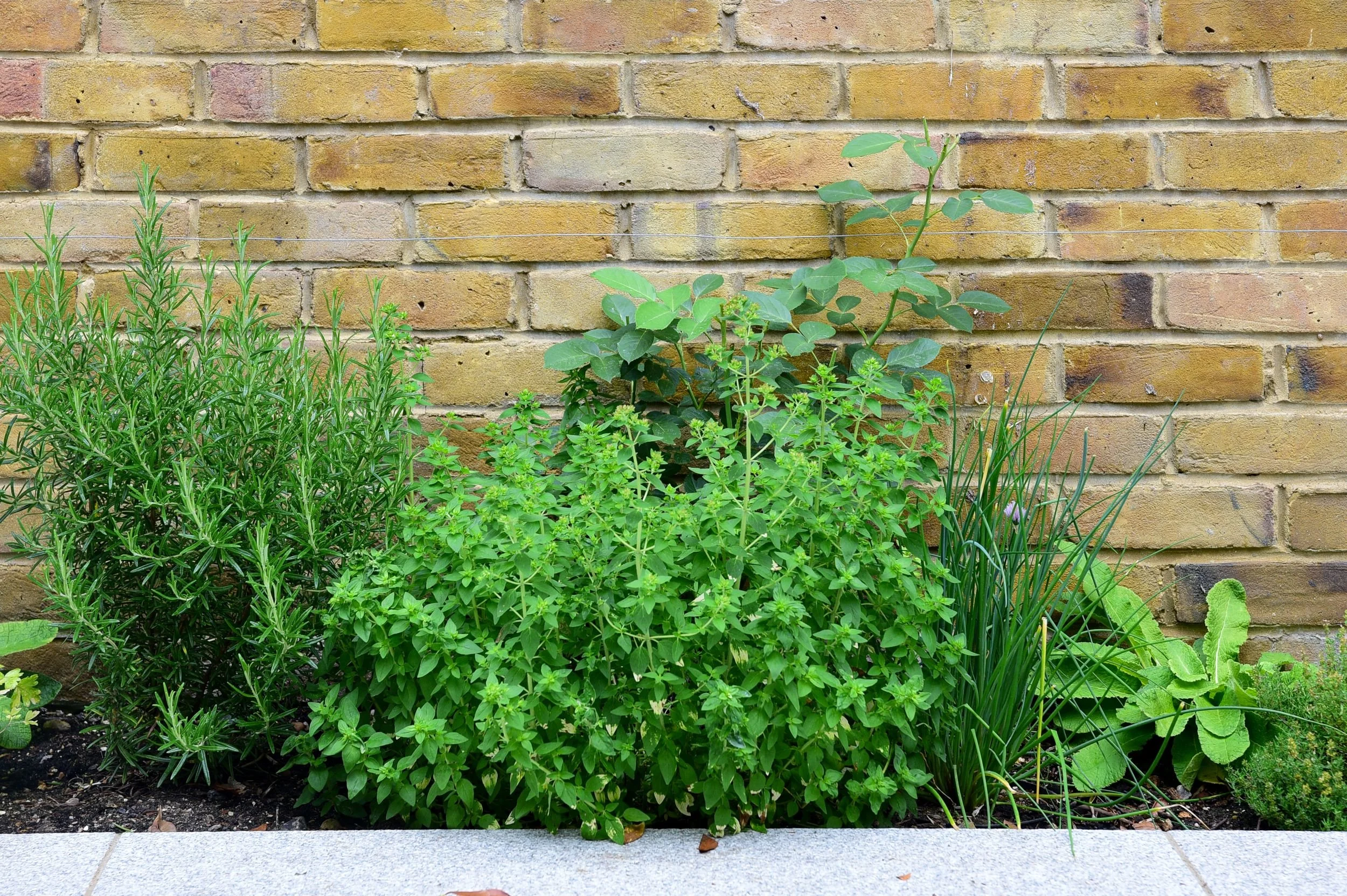 A herb border with rosemary, oregano and chives against a brick wall

A productive herb border combines rosemary, oregano and chives against the warm brick wall, giving the garden a practical, kitchen-garden edge alongside the ornamental planting.
